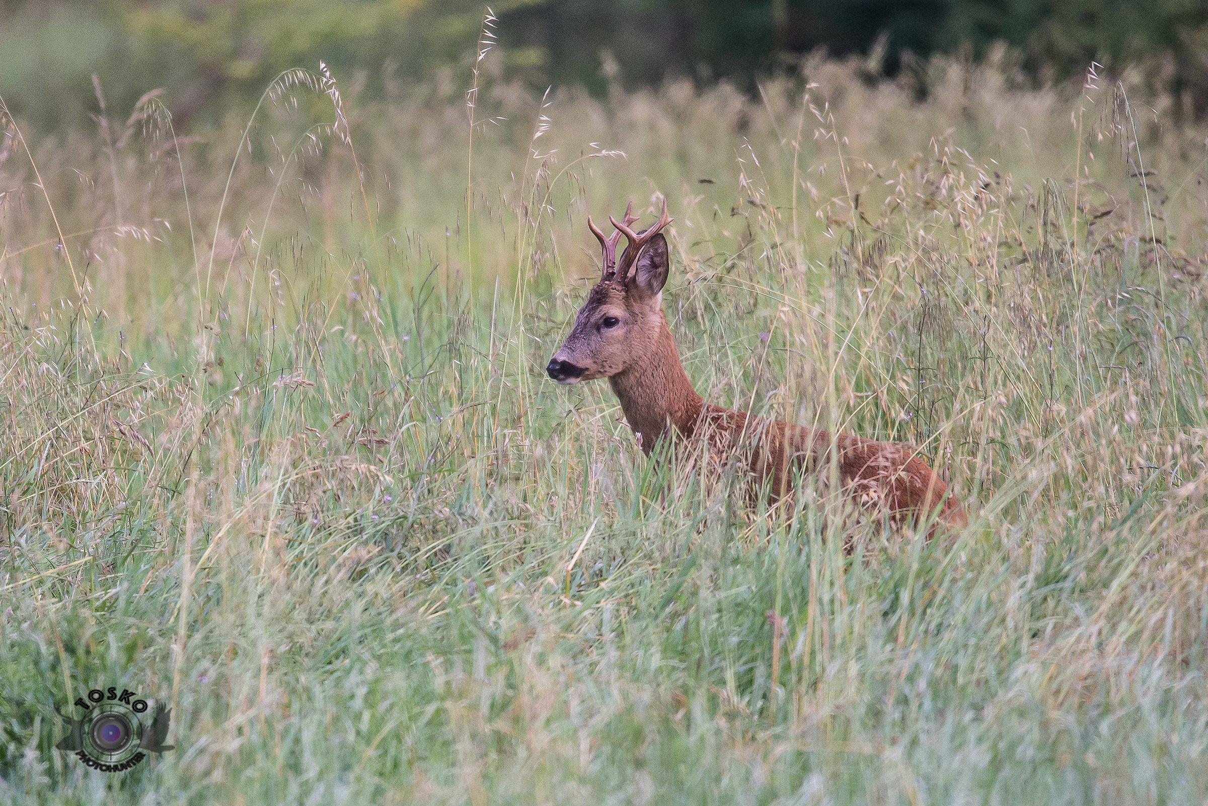 Goat on alert @ 600mm