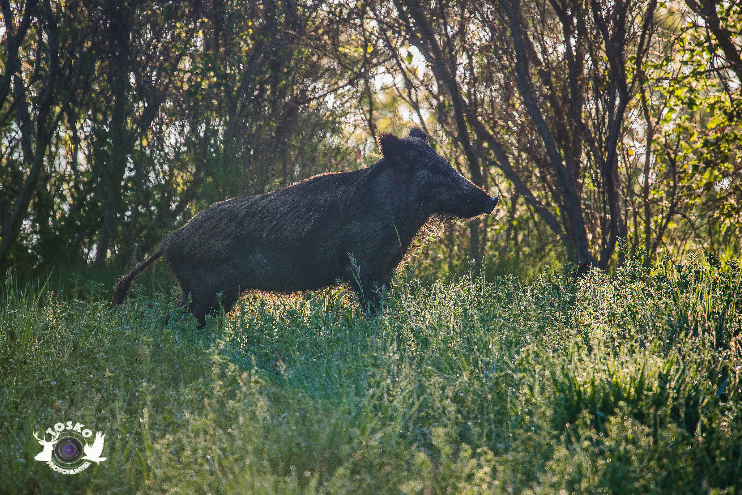 Female boar at sunrise @ 600mm