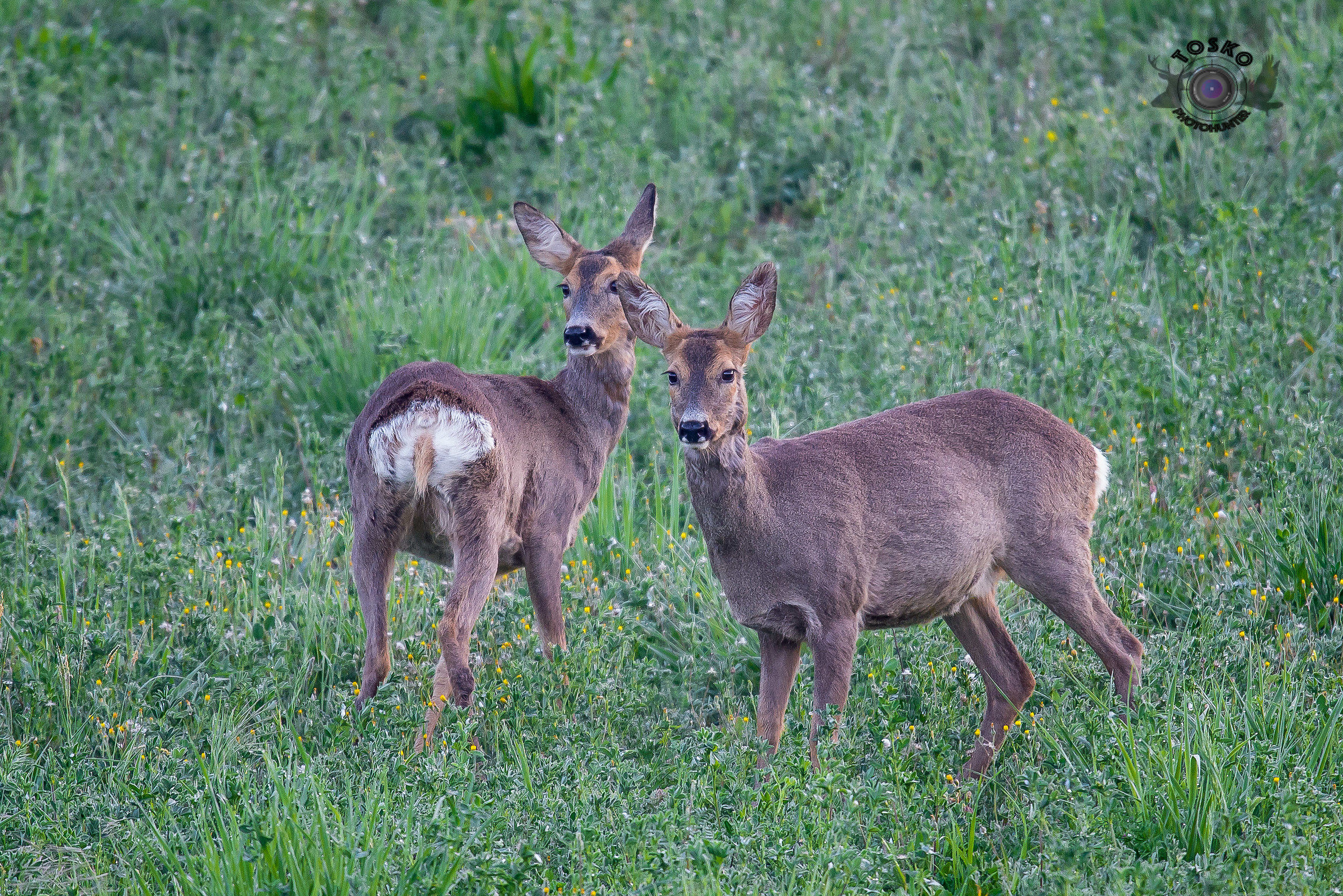 At dawn .. only the shutter noise @ 600mm