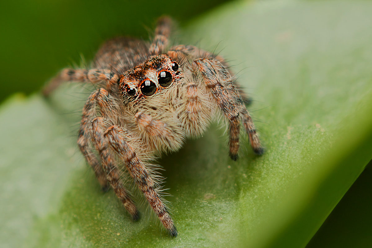 Philaeus chrysops femmina