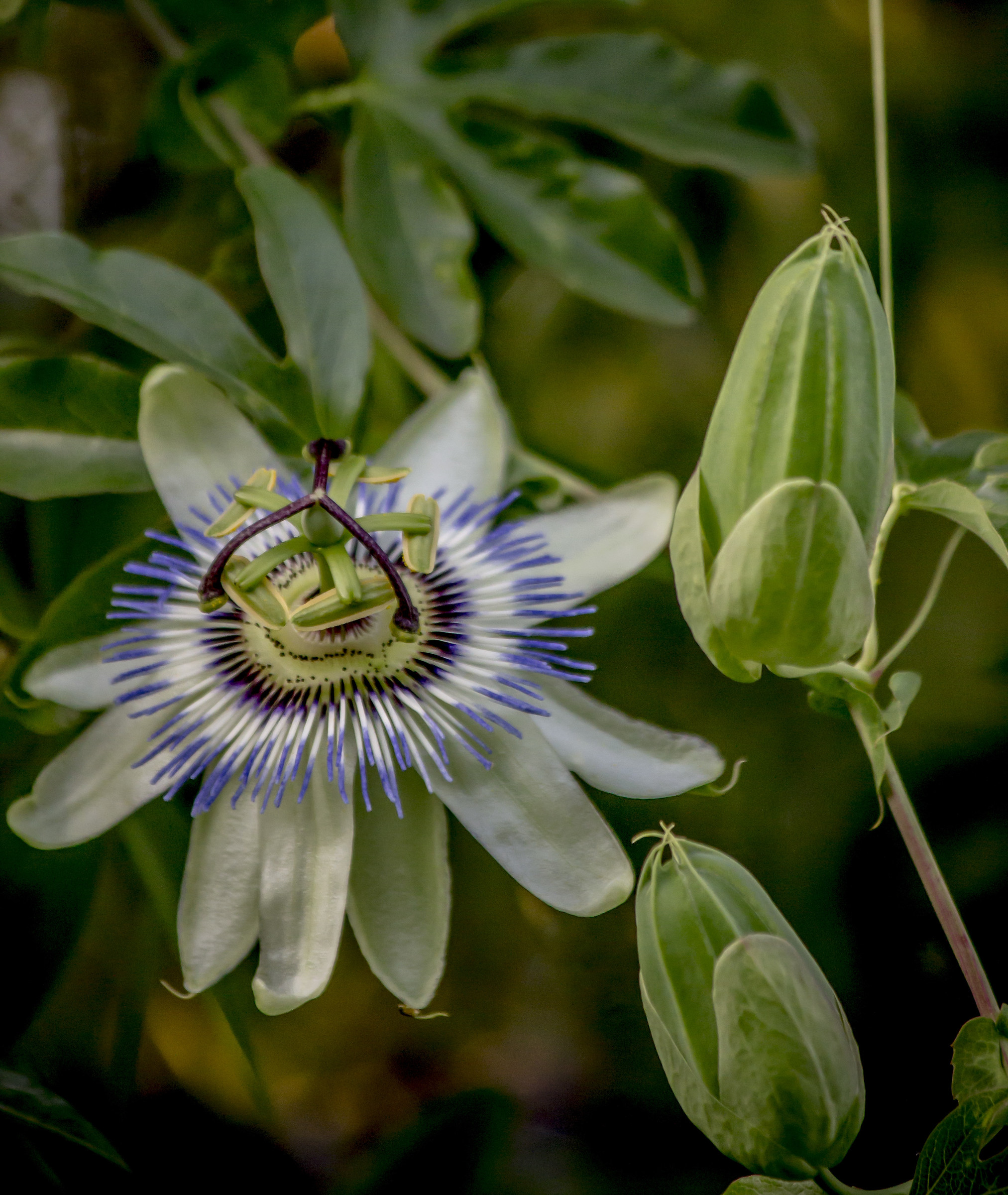 passionflower