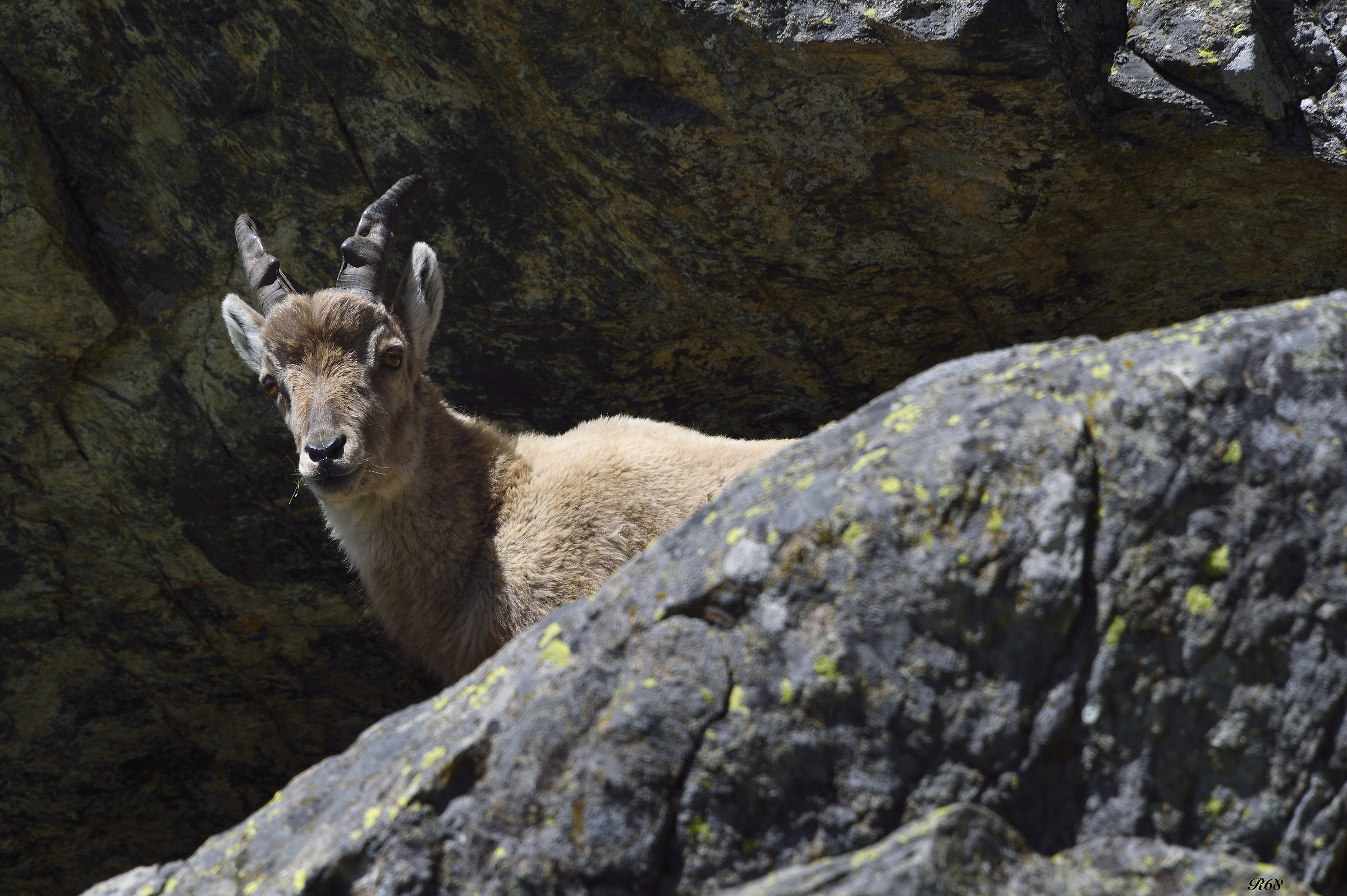 Ibex