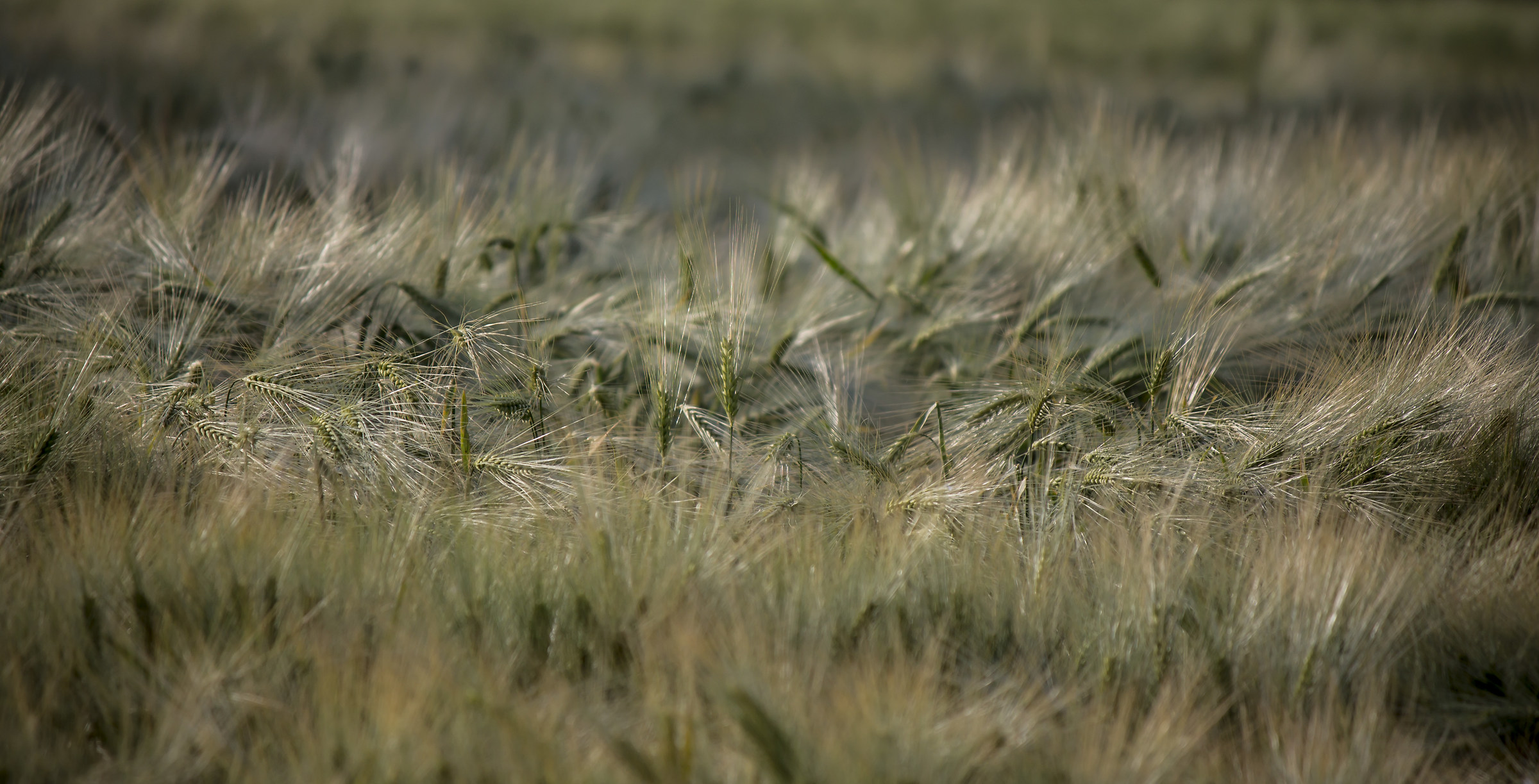 Wheat at dawn