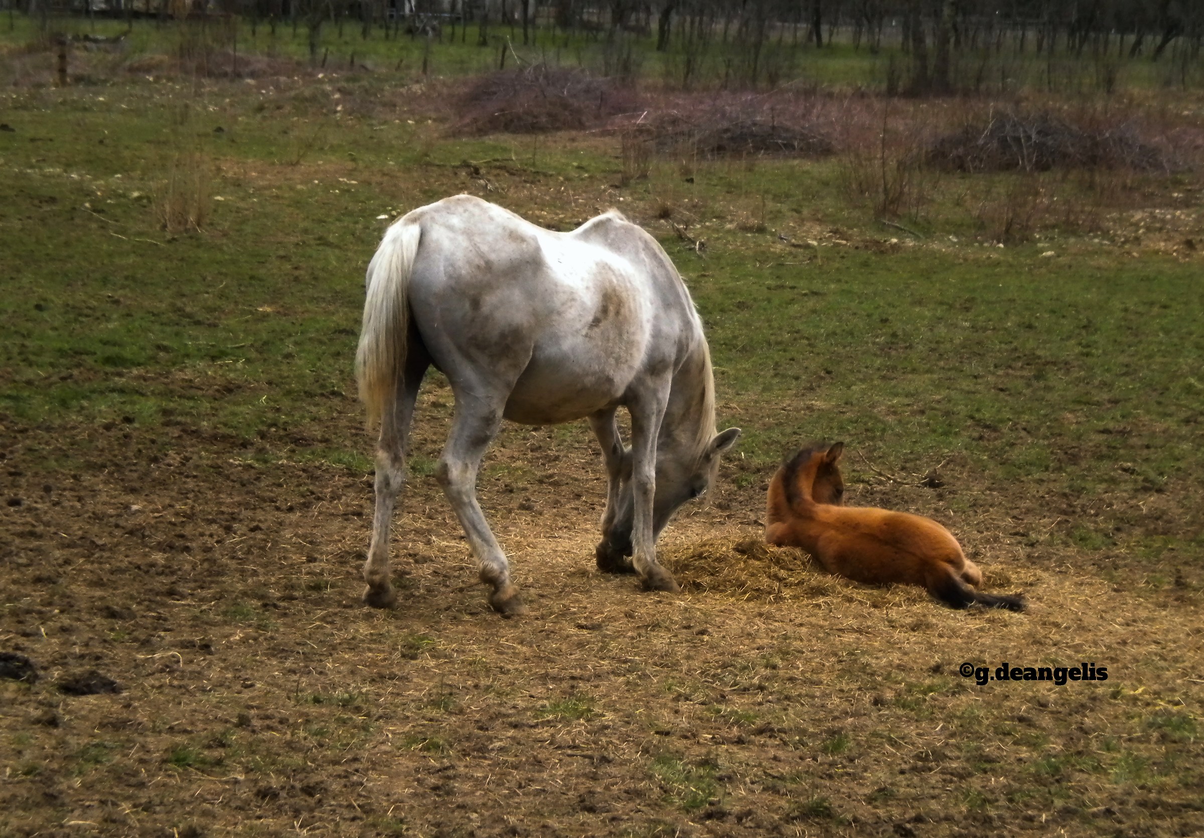 Resting foal