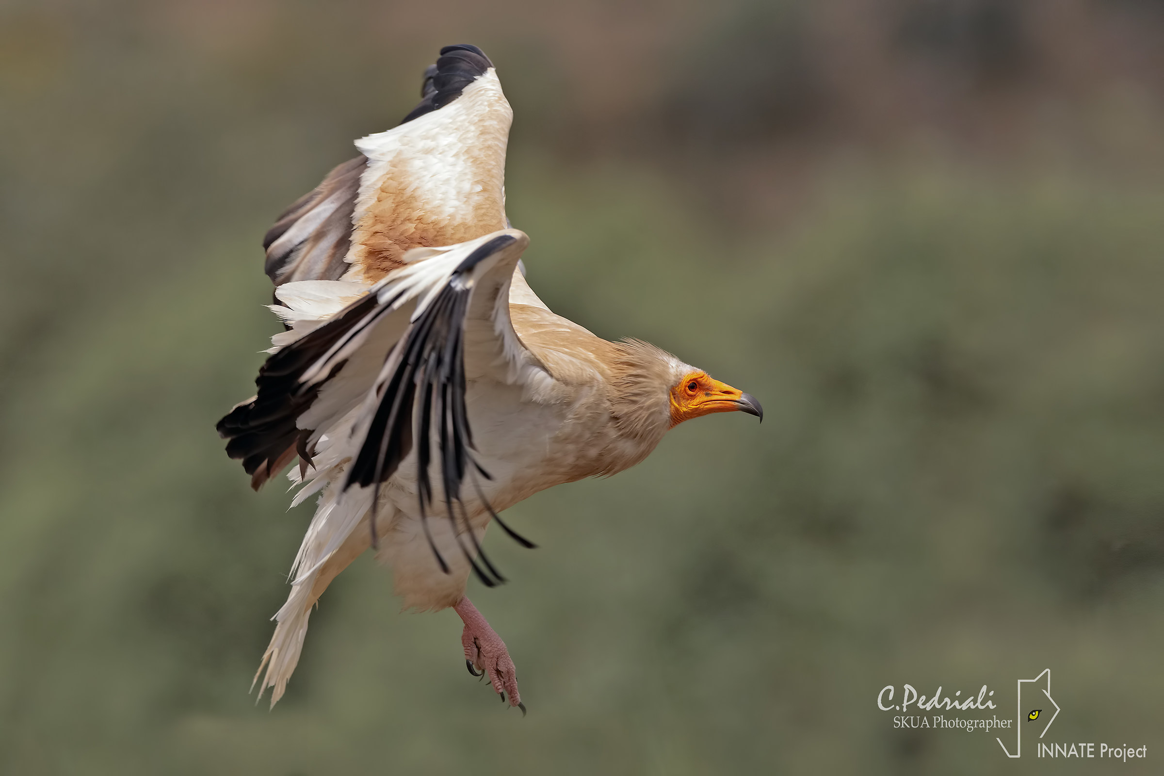 Capovaccaio in volo...