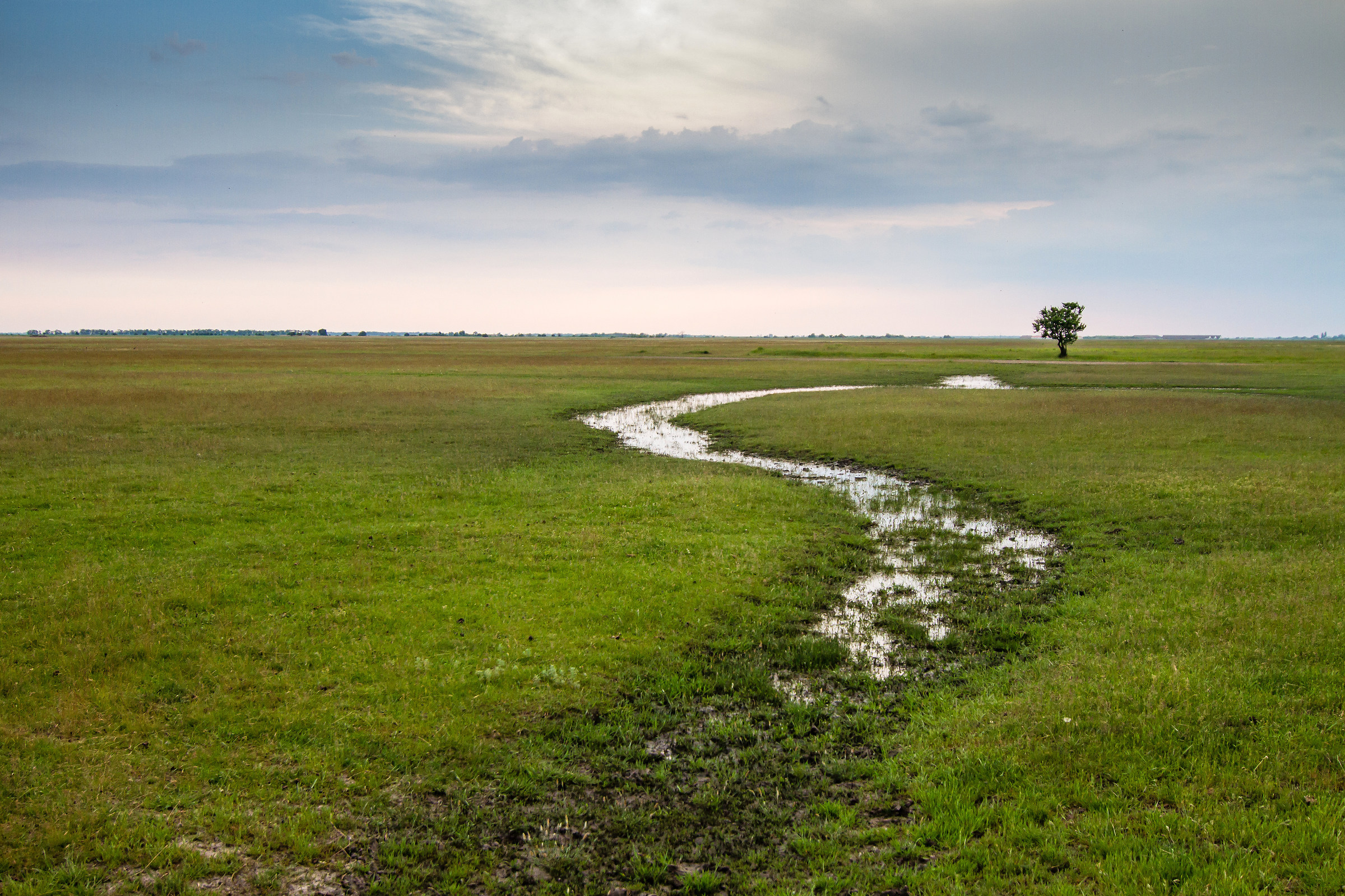Solitudine albero su grande pianura