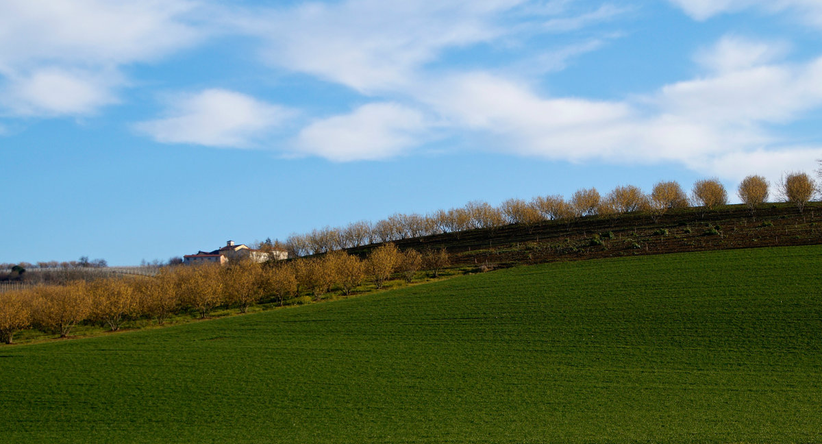 The house in the hazel