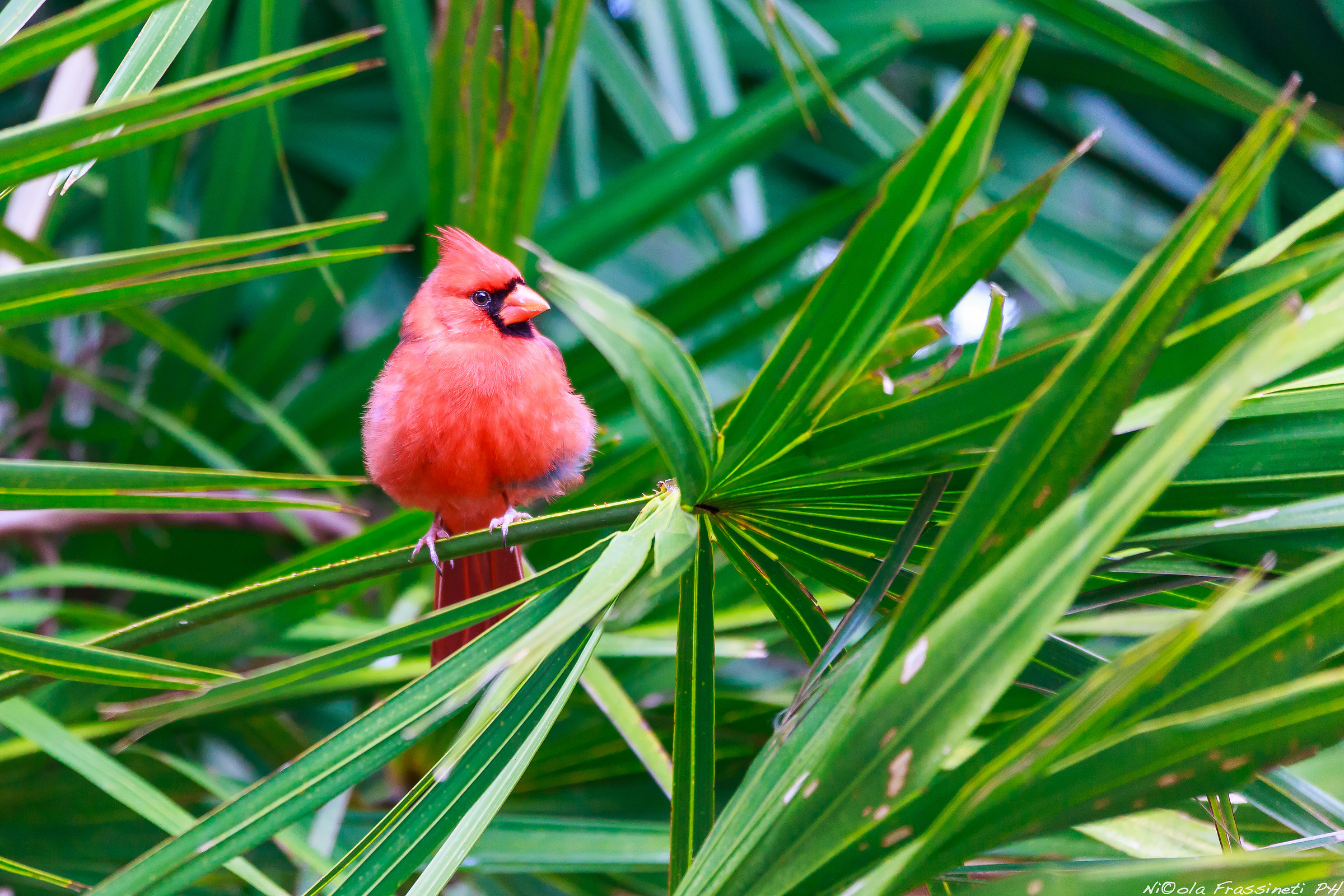 Red Cardinal