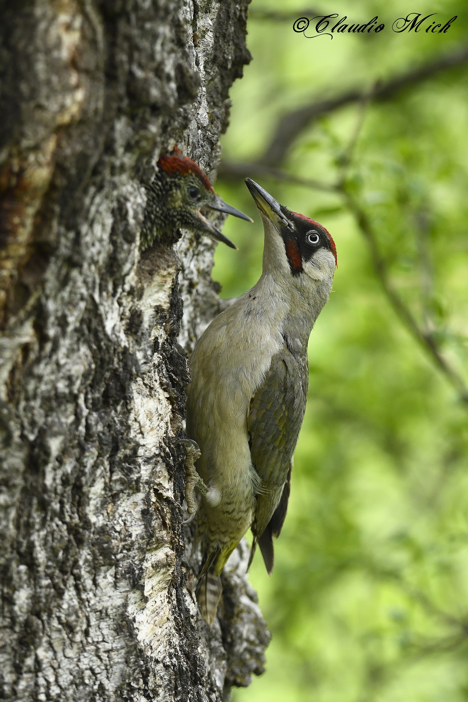 To the nest. Green woodpecker.