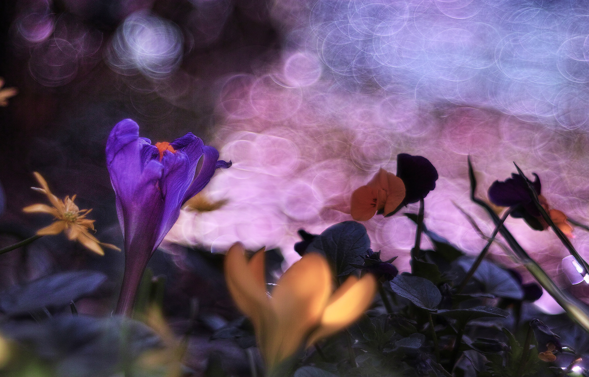 Prime luci nel Giardino