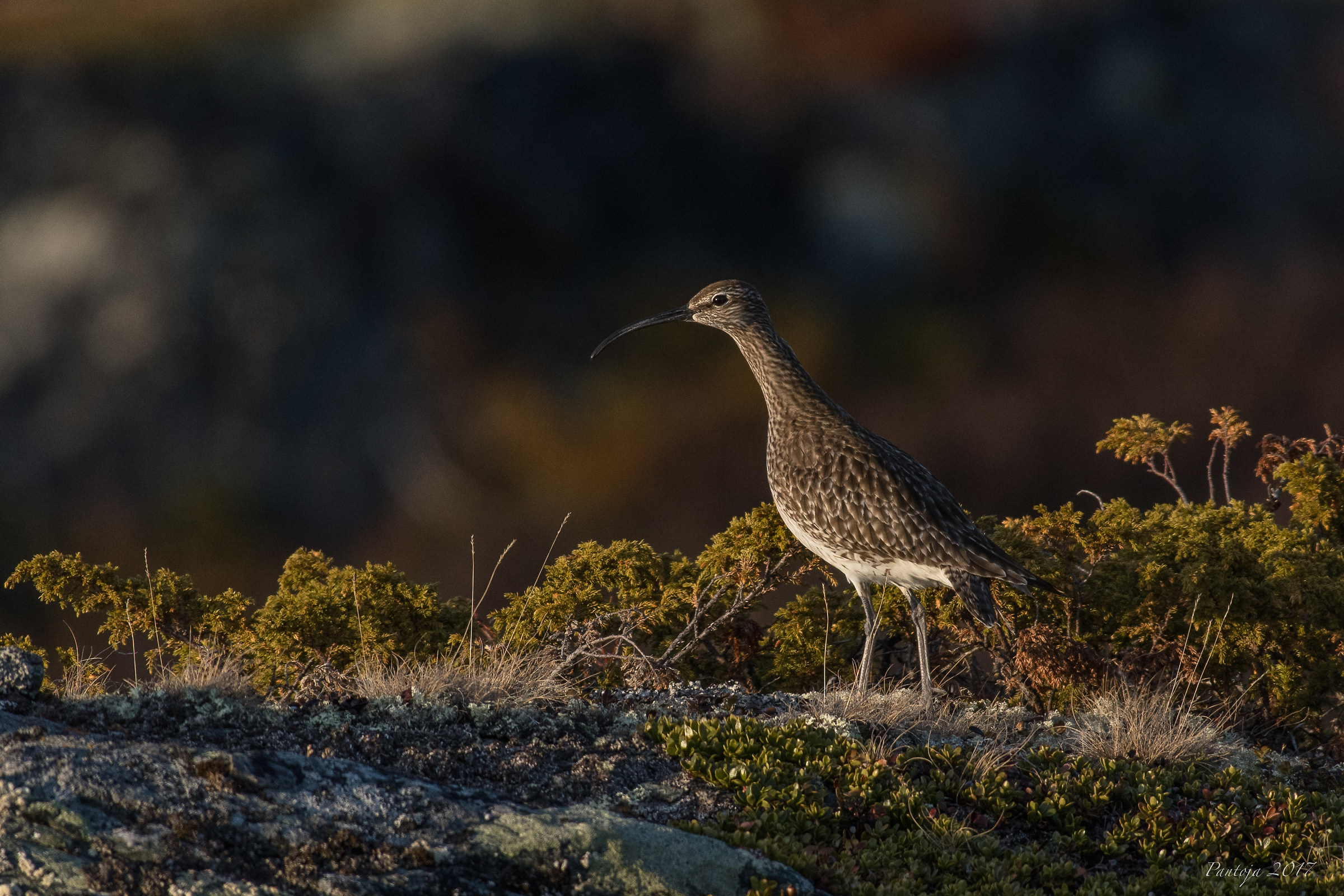 Whimbrel