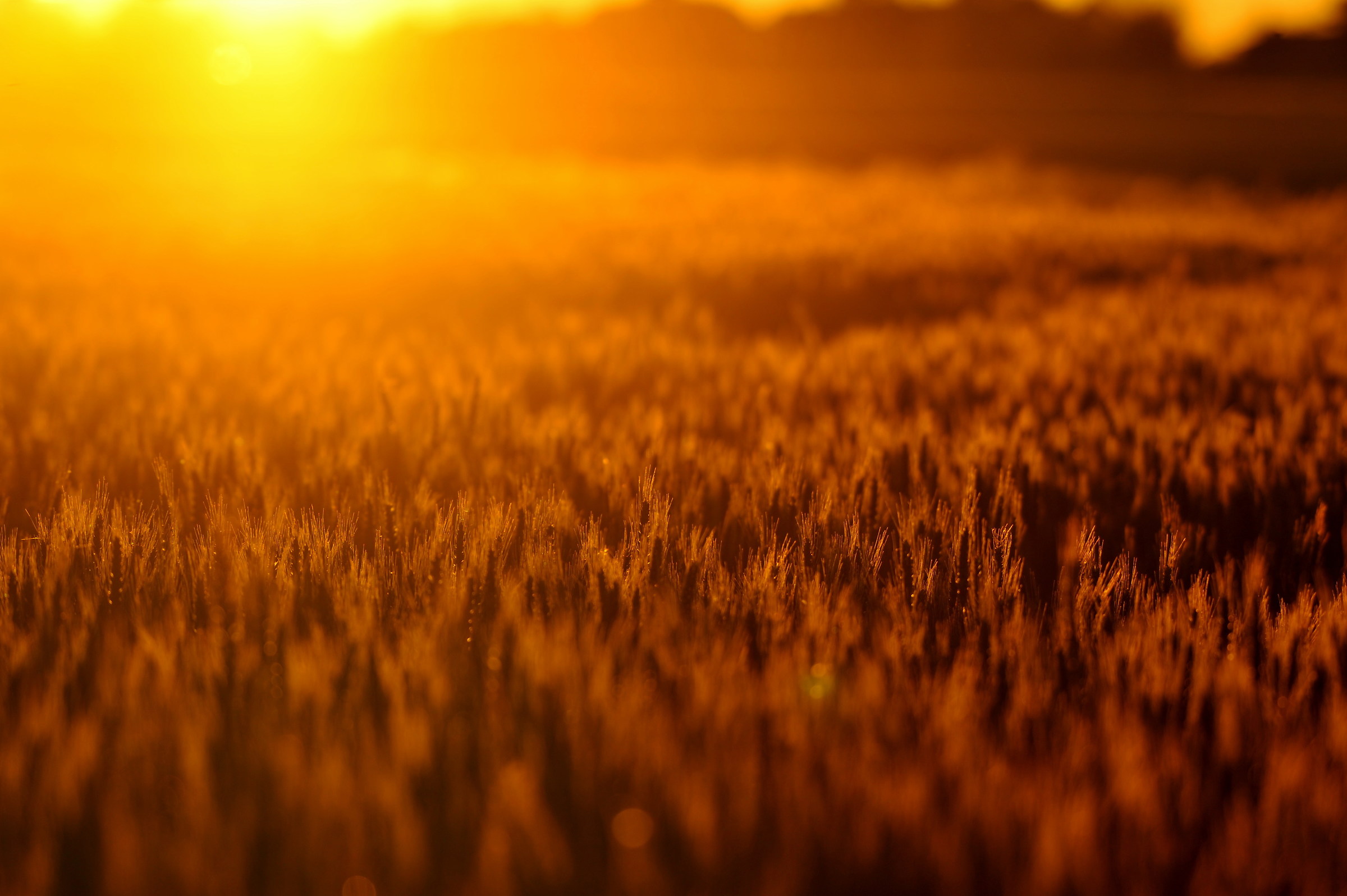 Tramonto sul grano