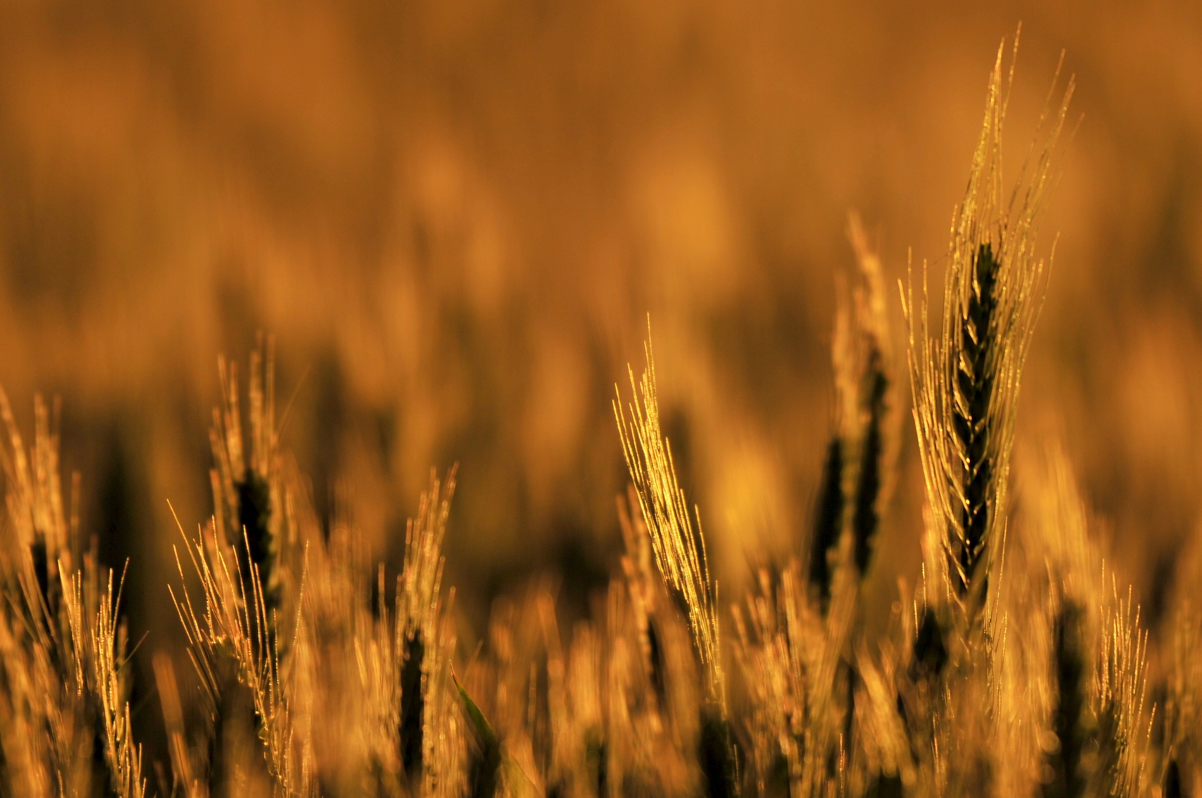 Tramonto sula grano 2