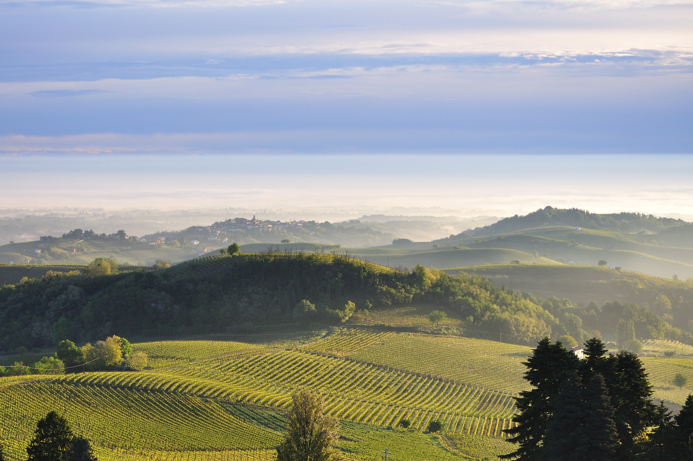 The cradle of Dolcetto