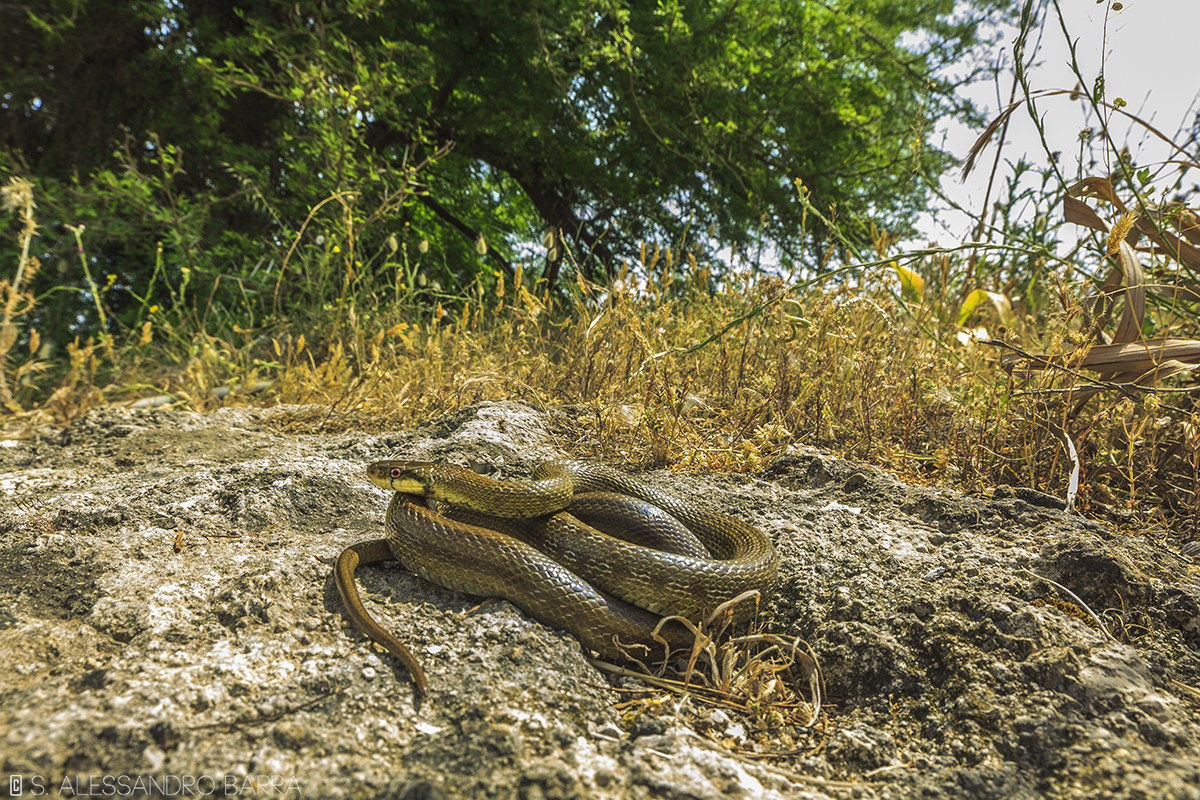 Saettone occhi rossi (Zamenis lineatus)