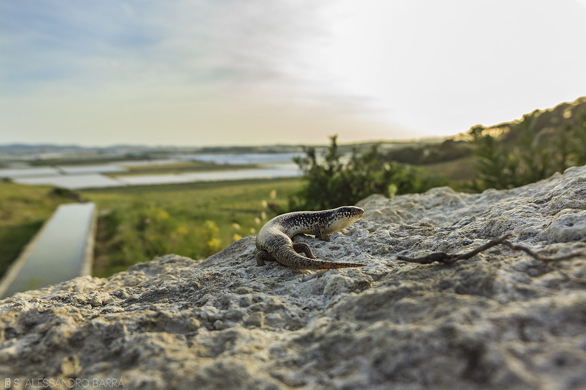 Gongilo (Chalcides ocellatus)