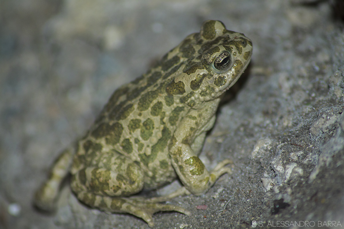 Rospo smeraldino siciliano (Bufotes siculus)