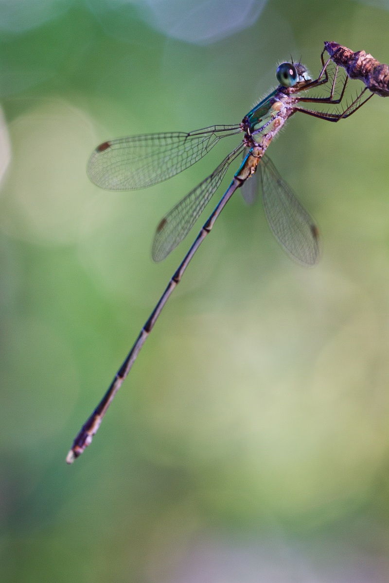 macro oasis ponds house