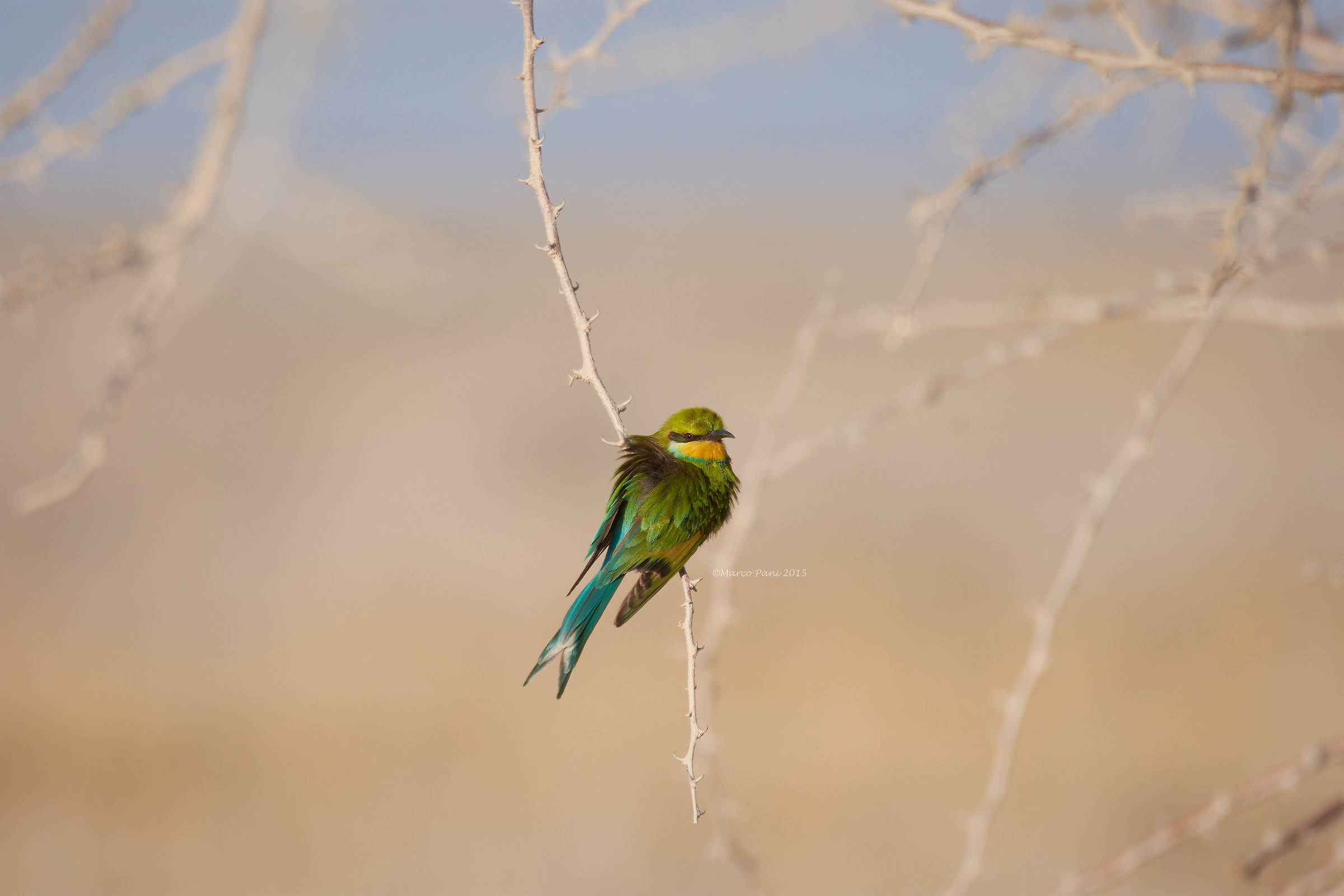 Swallow-tailed bee-eater