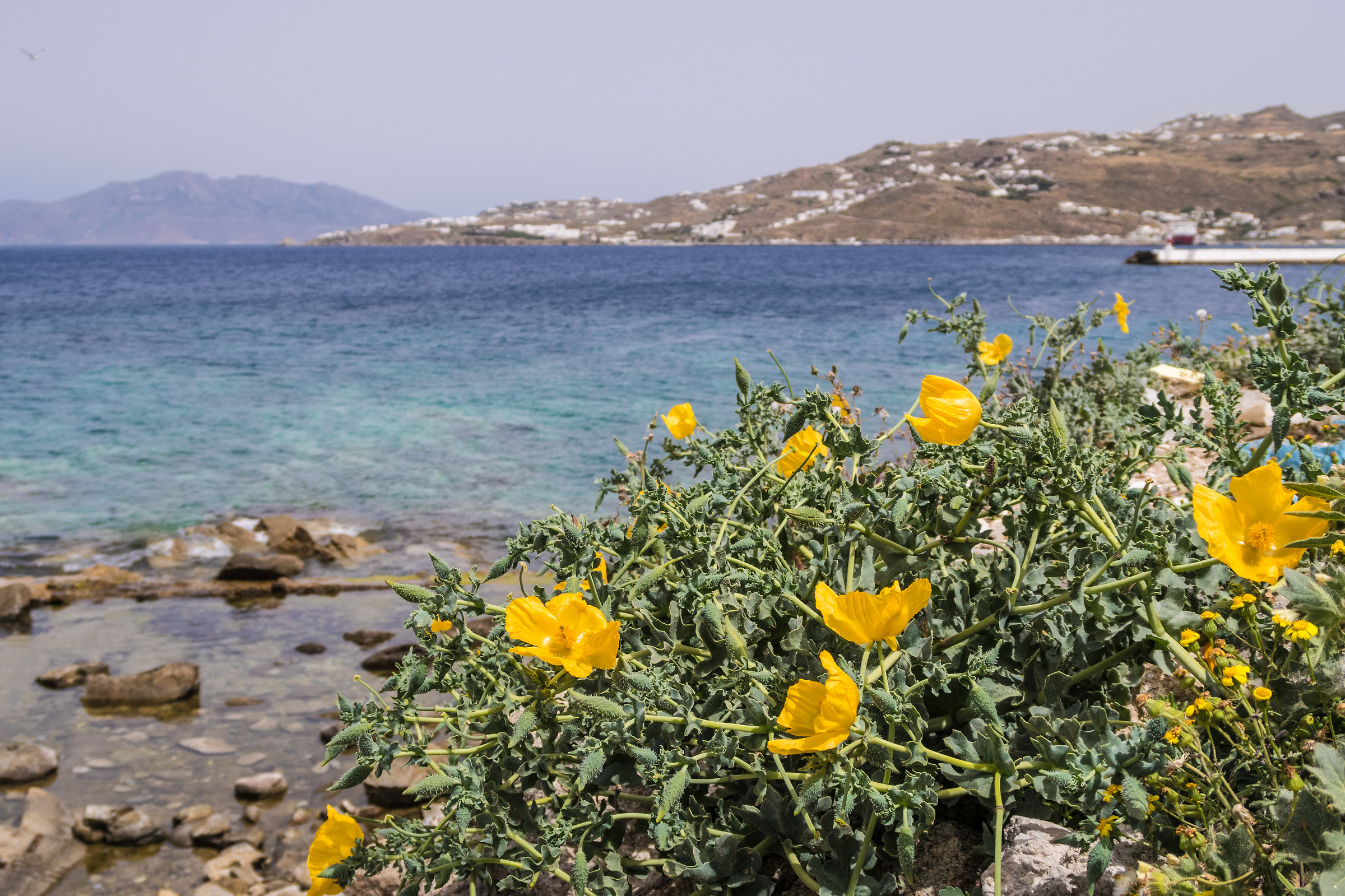 Yellow flowers - Mykonos