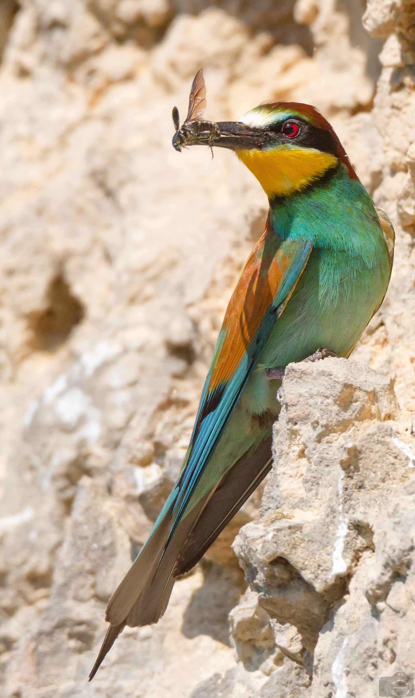 Beetle with Scarab Bee