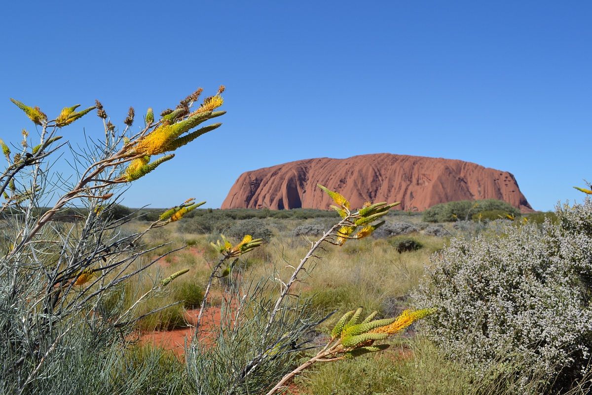 Kaliny-kalinypa in fiore