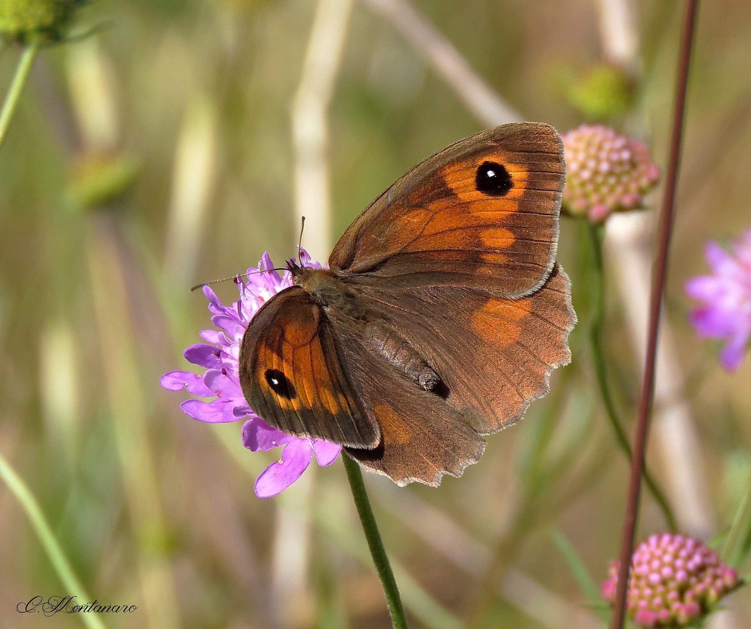 Maniola jurtina (female)