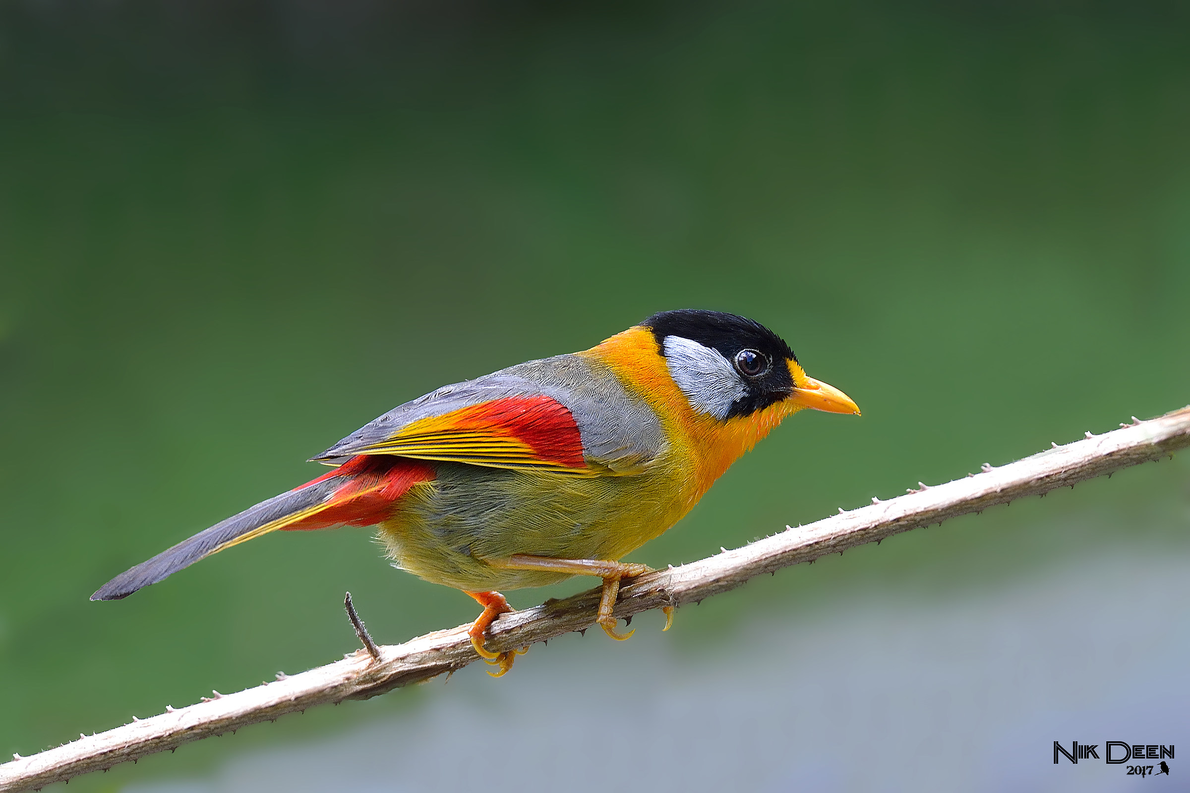 Silver-eared Mesia