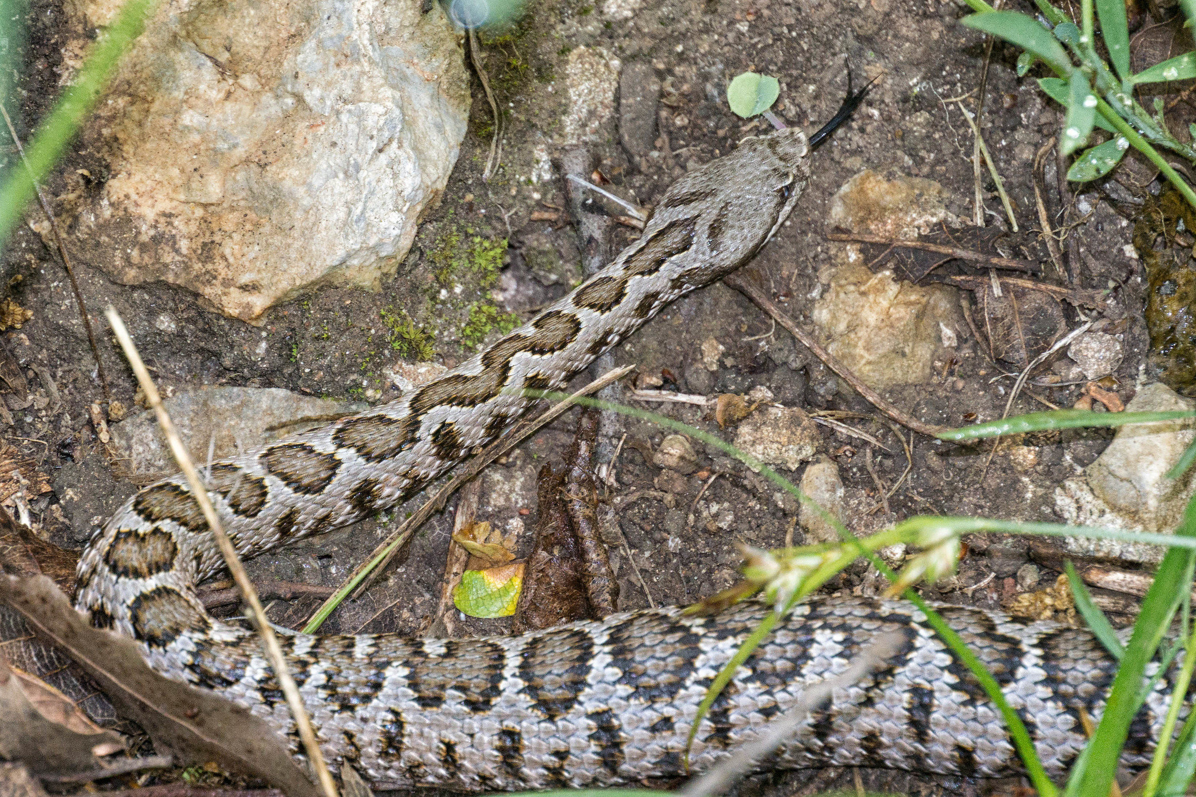 Vipera comune- lingua