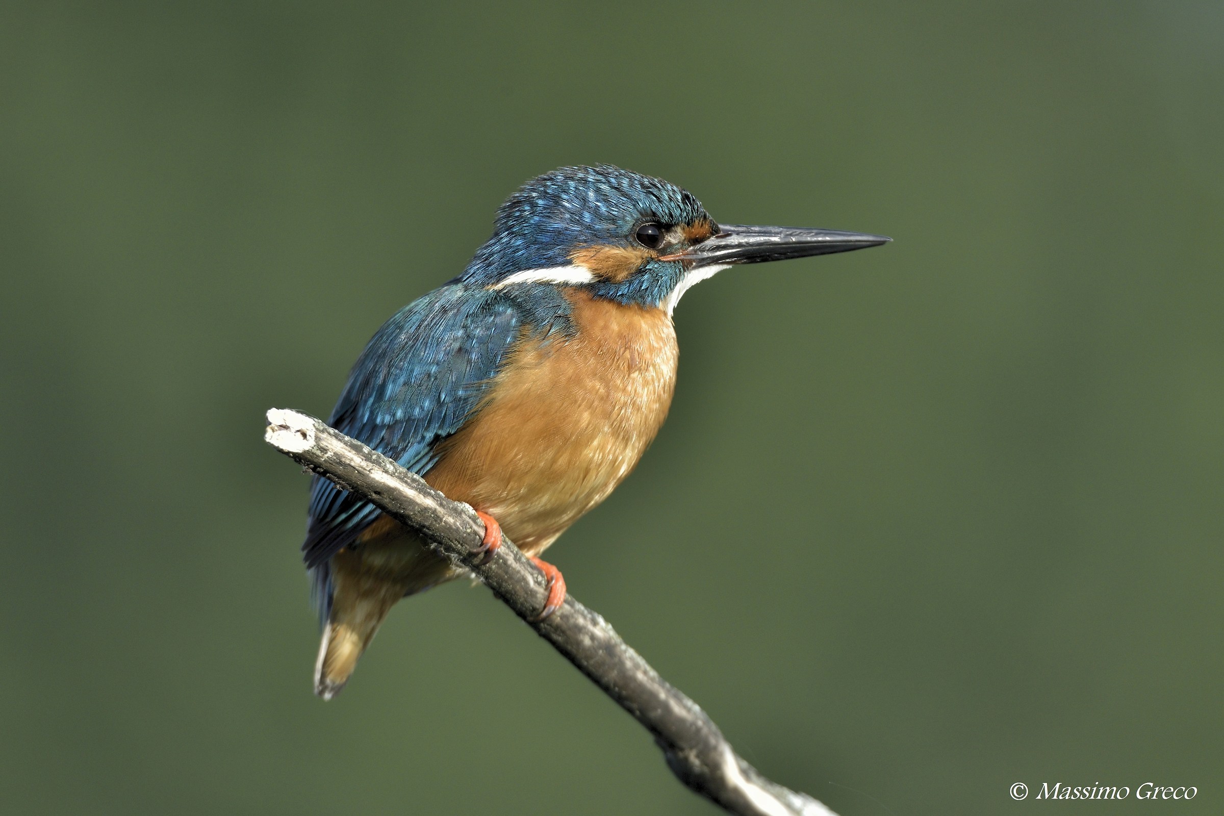 Un bel maschietto di Martin pescatore