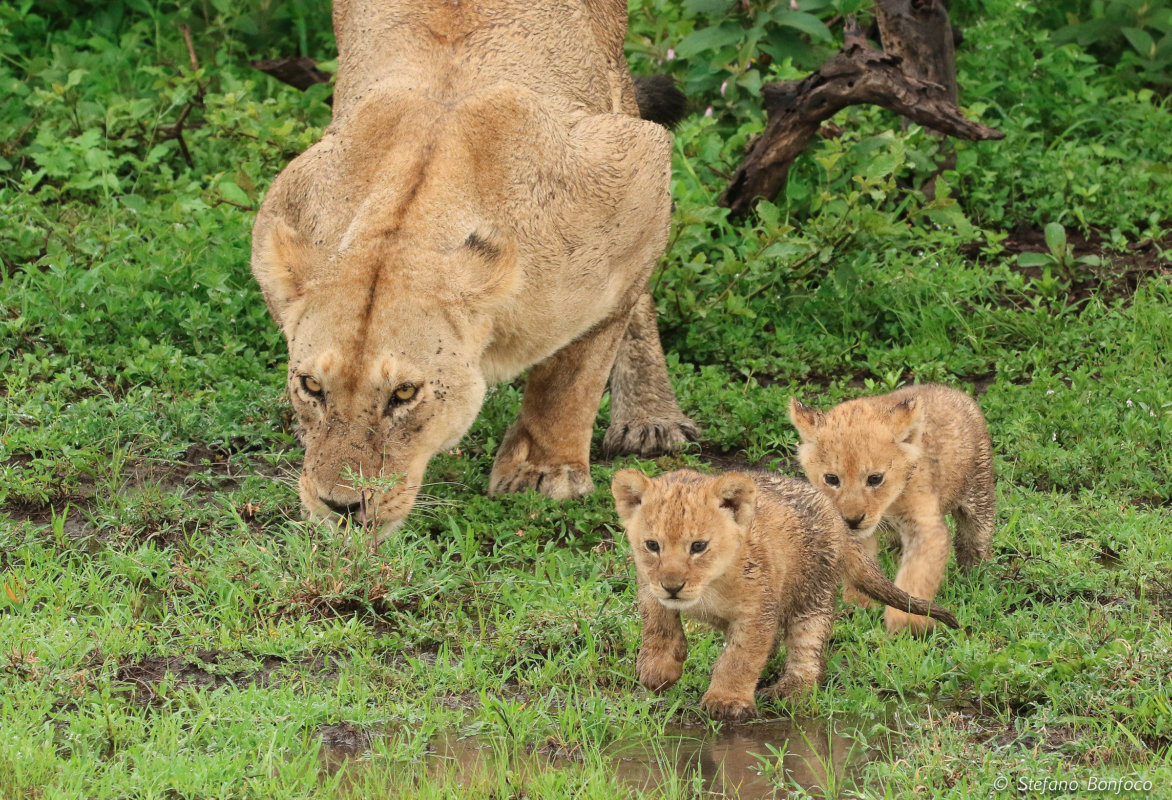 Famiglia di Leoni (Panthera leo)