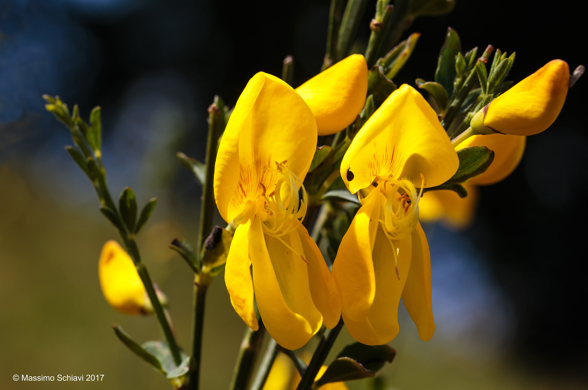 Cytisus scoparium (L) - Carbonian broom.