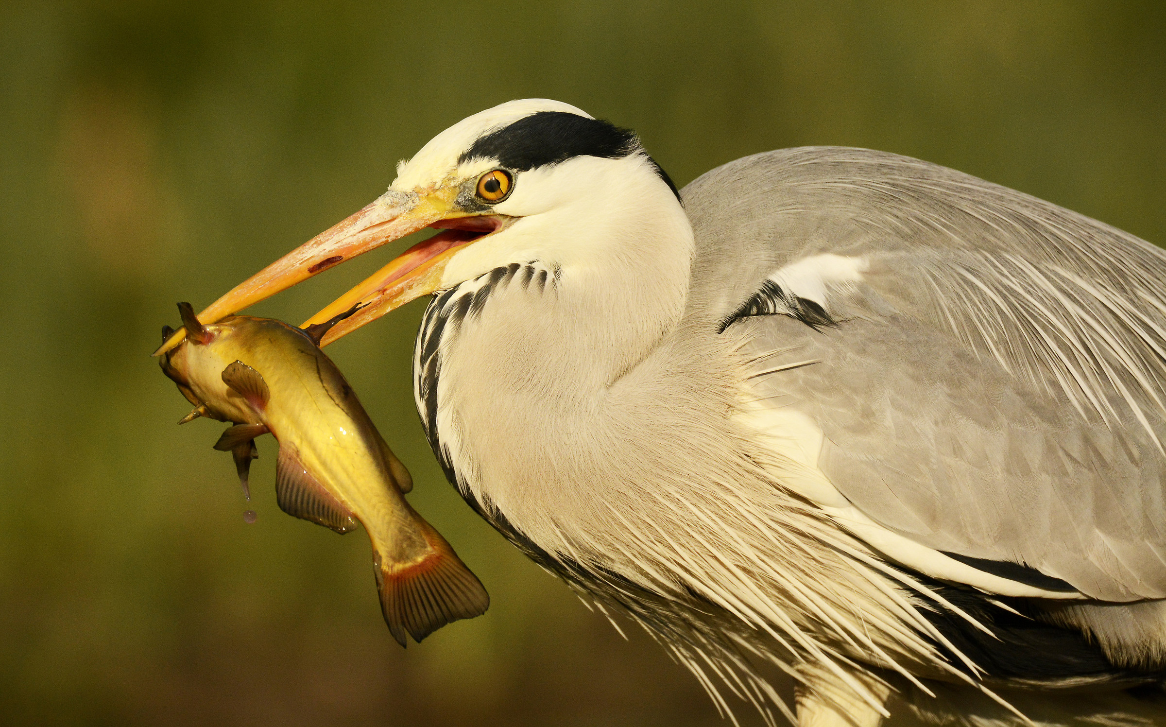 The Heron and the Catfish
