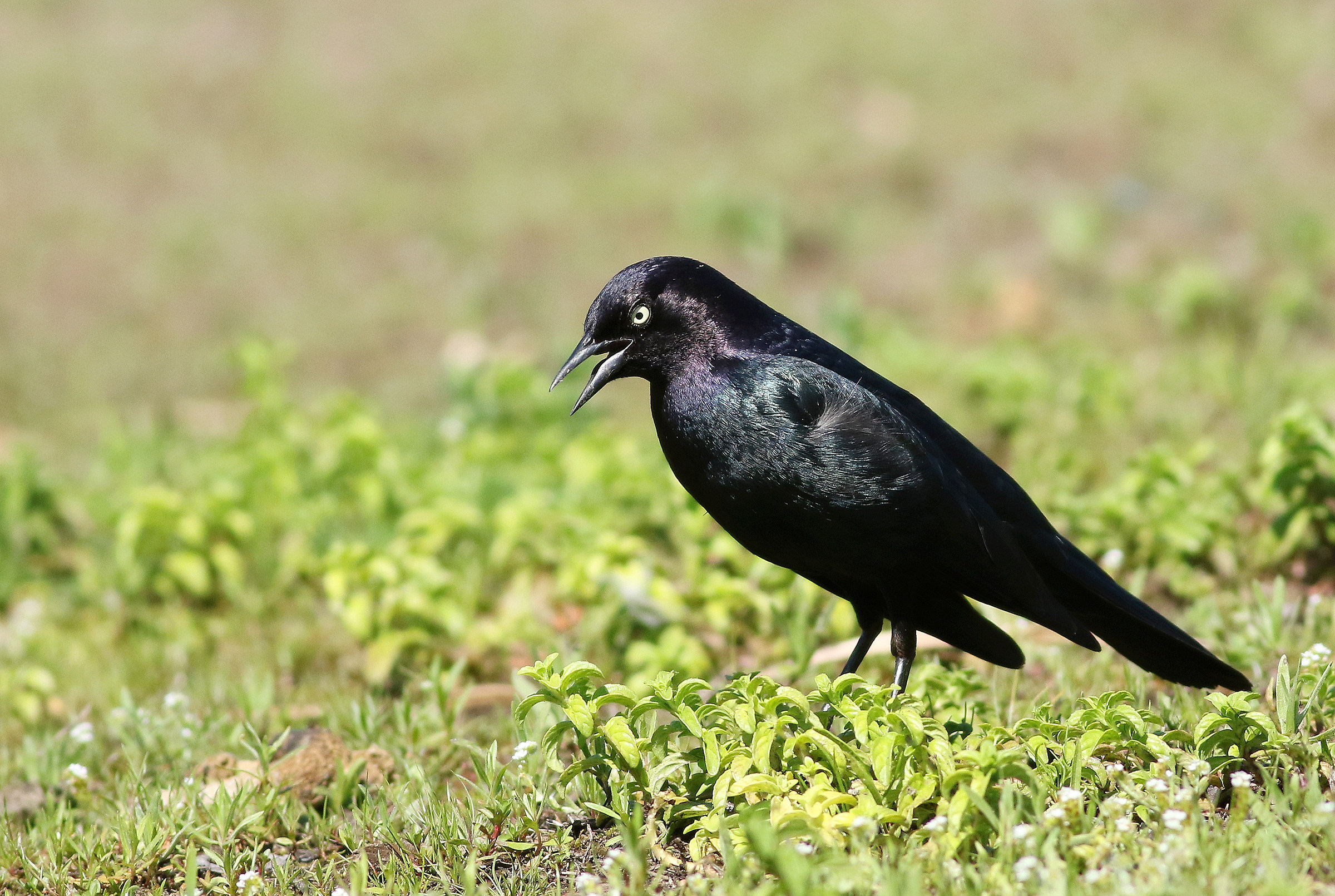 Nero sul nero con un vortice