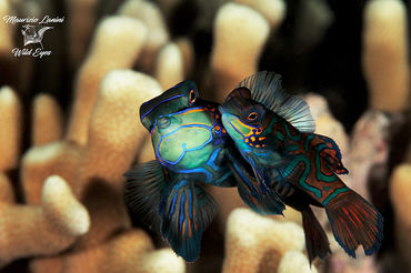 Synchiropus splendidus