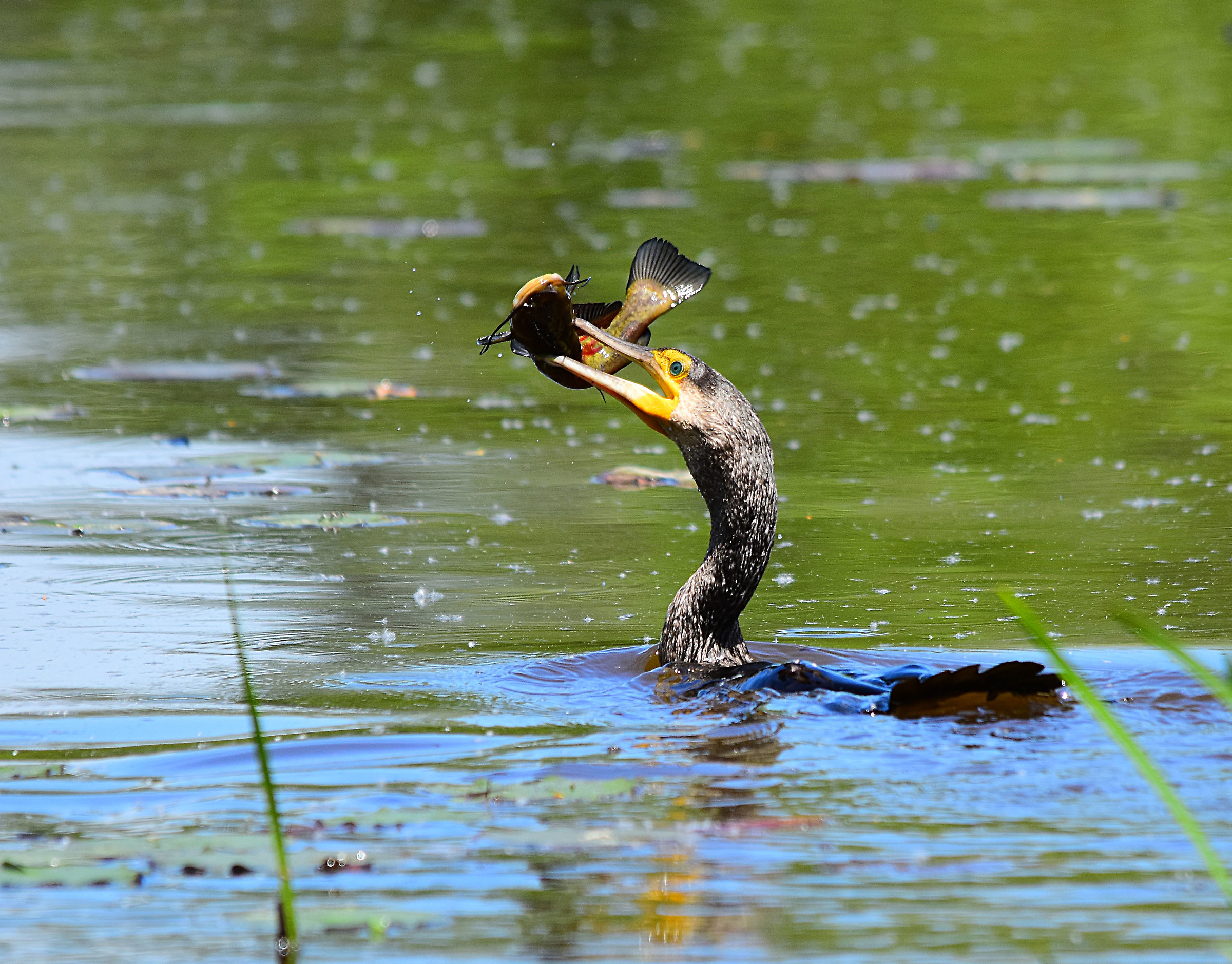 Cormorant with catfish