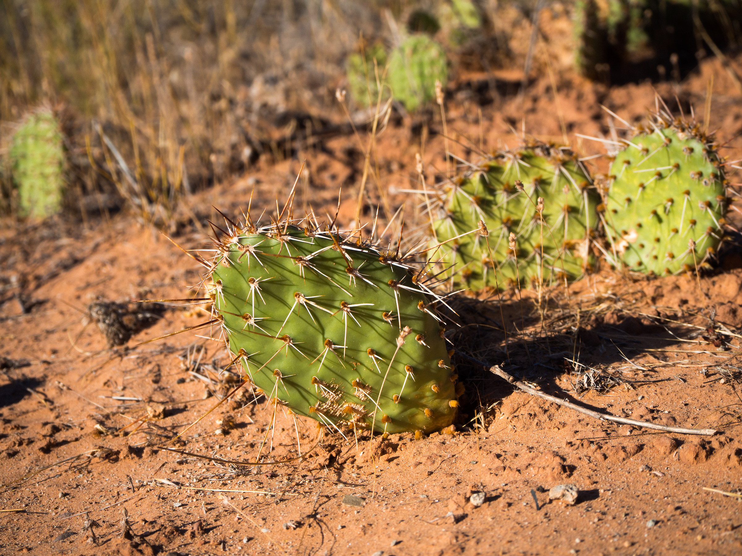 Non c'è cactus senza spina