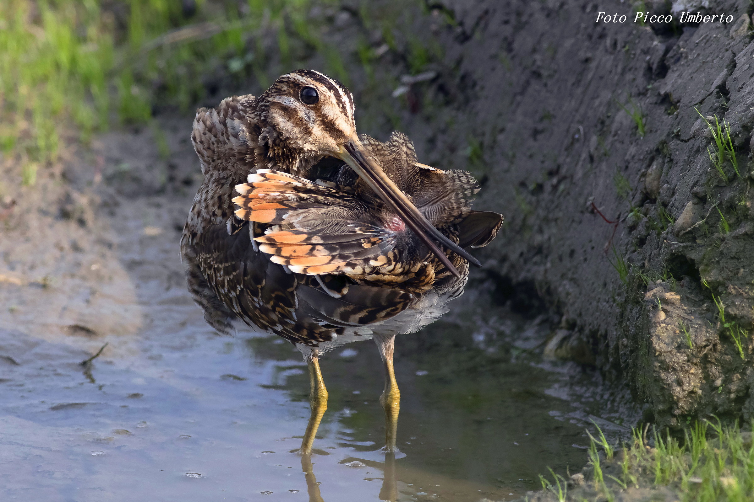 beccaccino mentre si .......