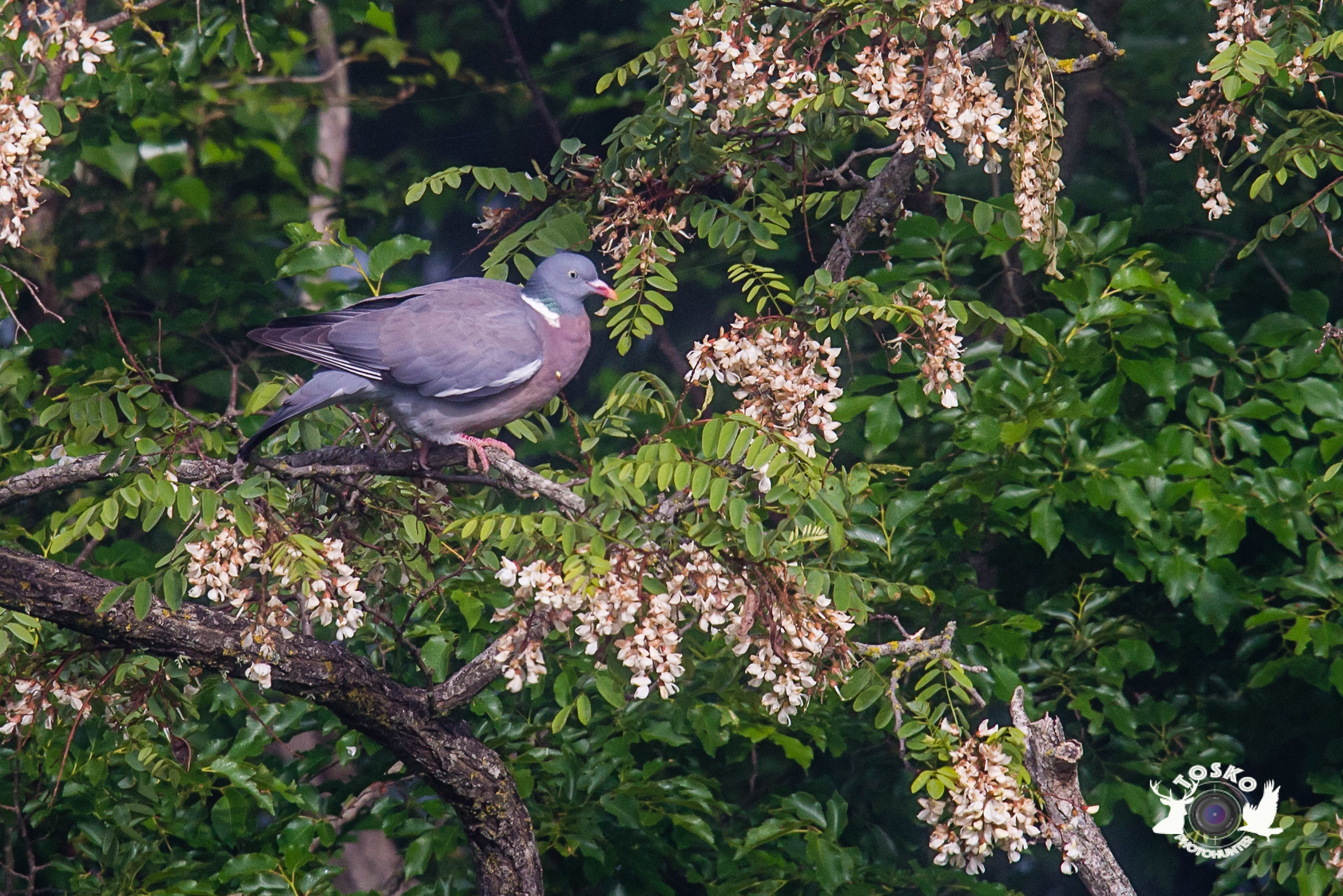 Colombaccio among the acacia flowers