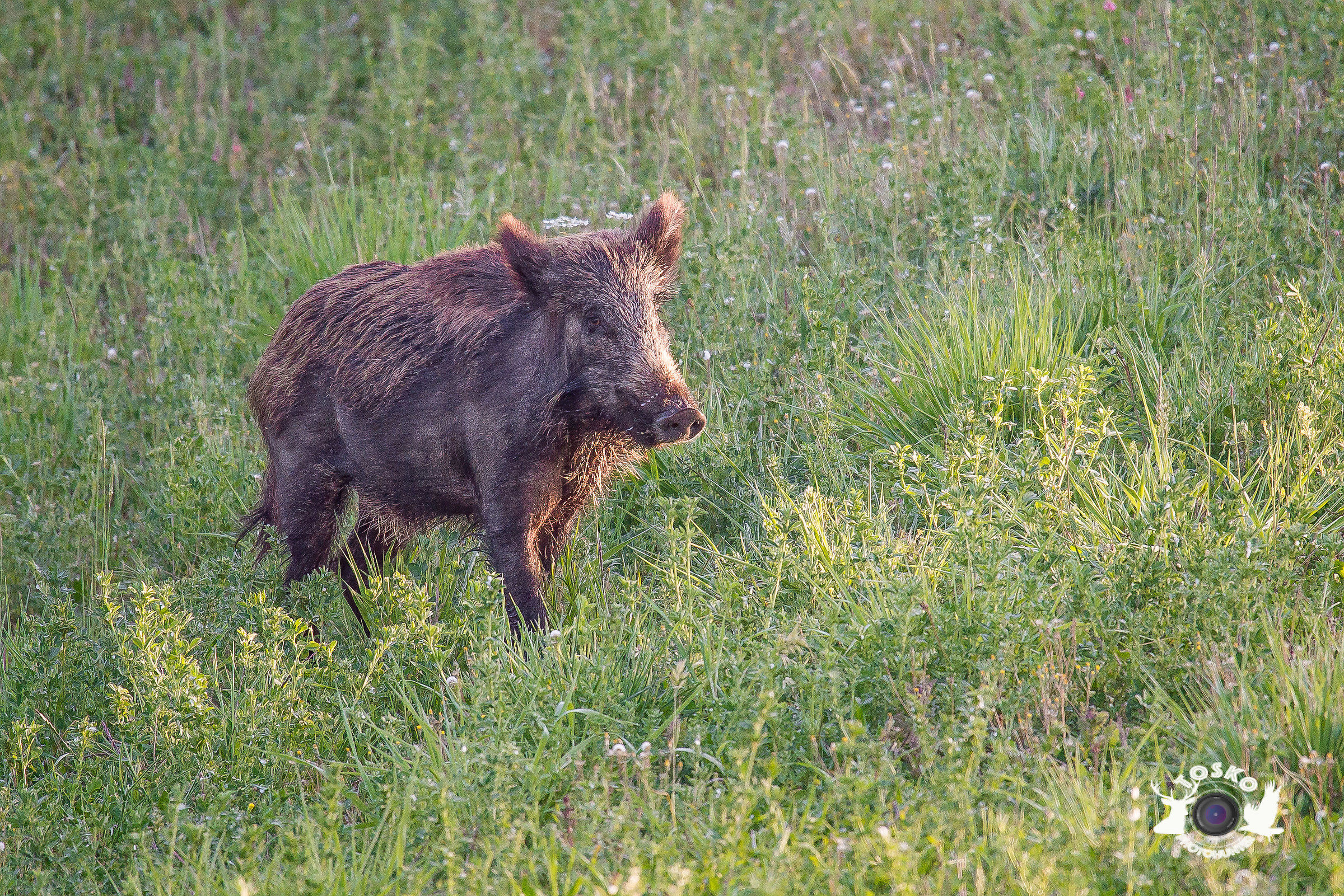 Female boar in perlustration @ 600mm