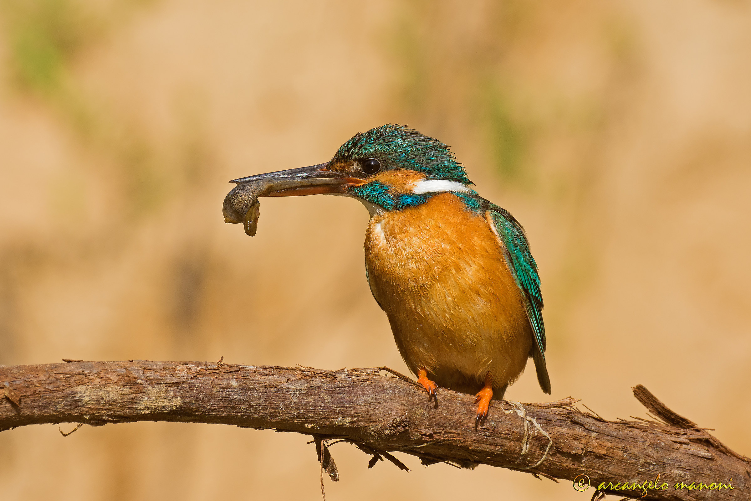 Breakfast for breakfast