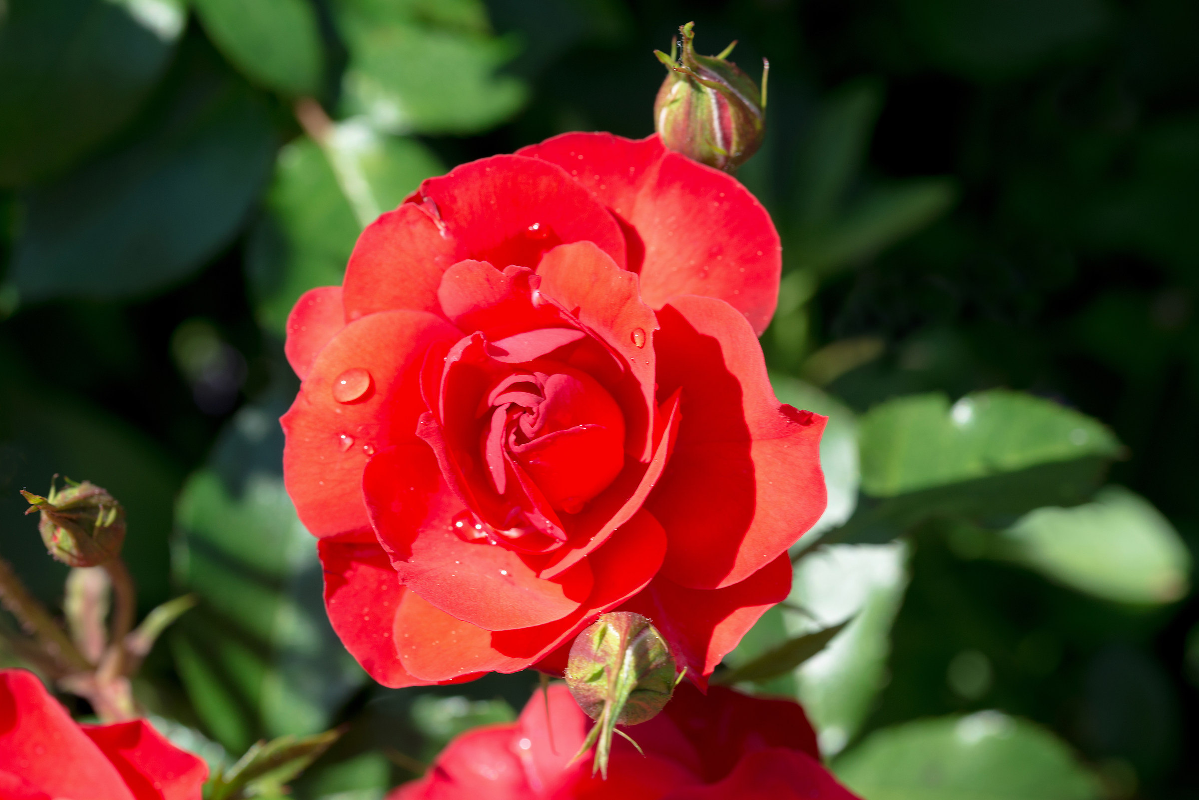 La rosa dopo il temporale