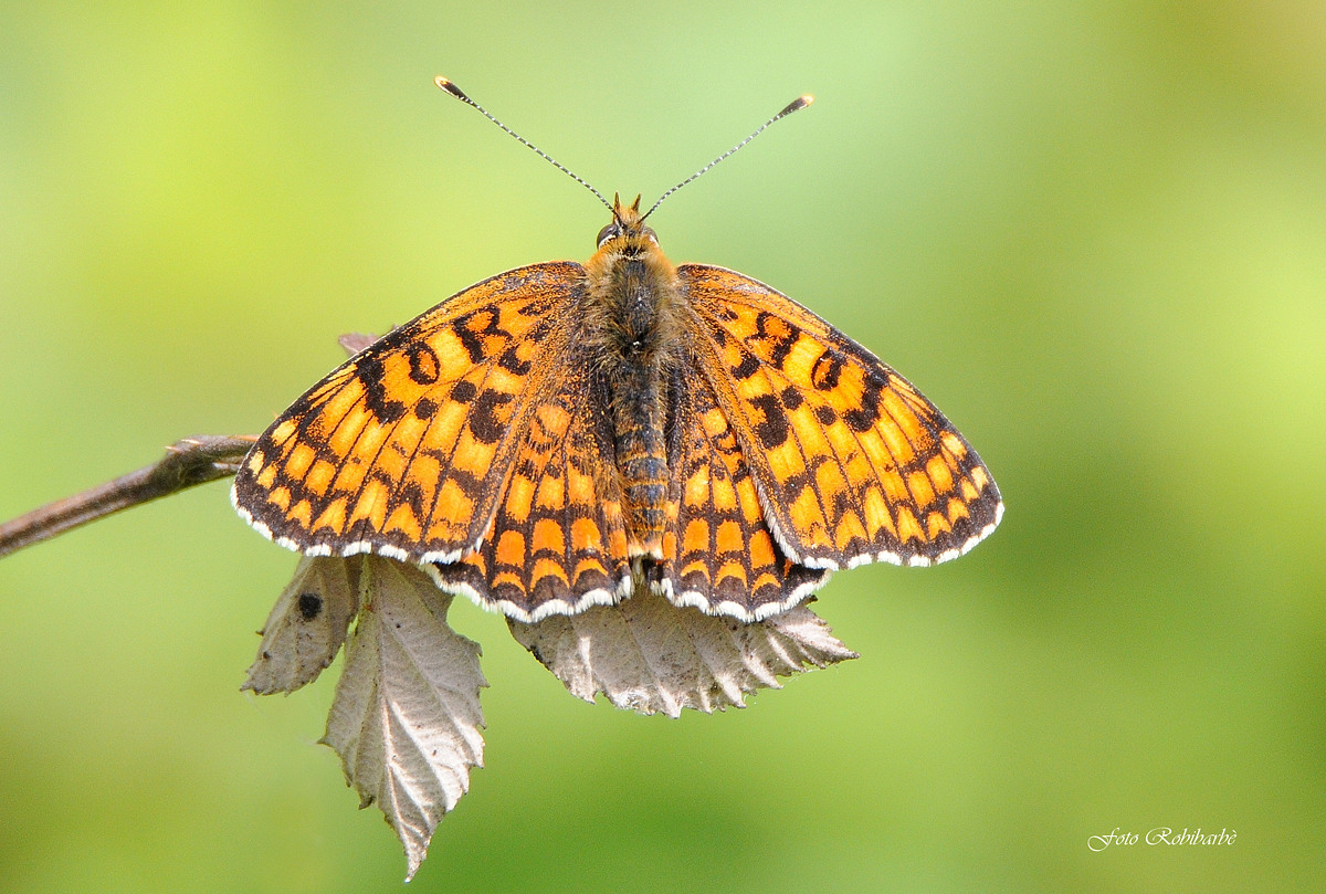 Meliatea phoebe... Febe...