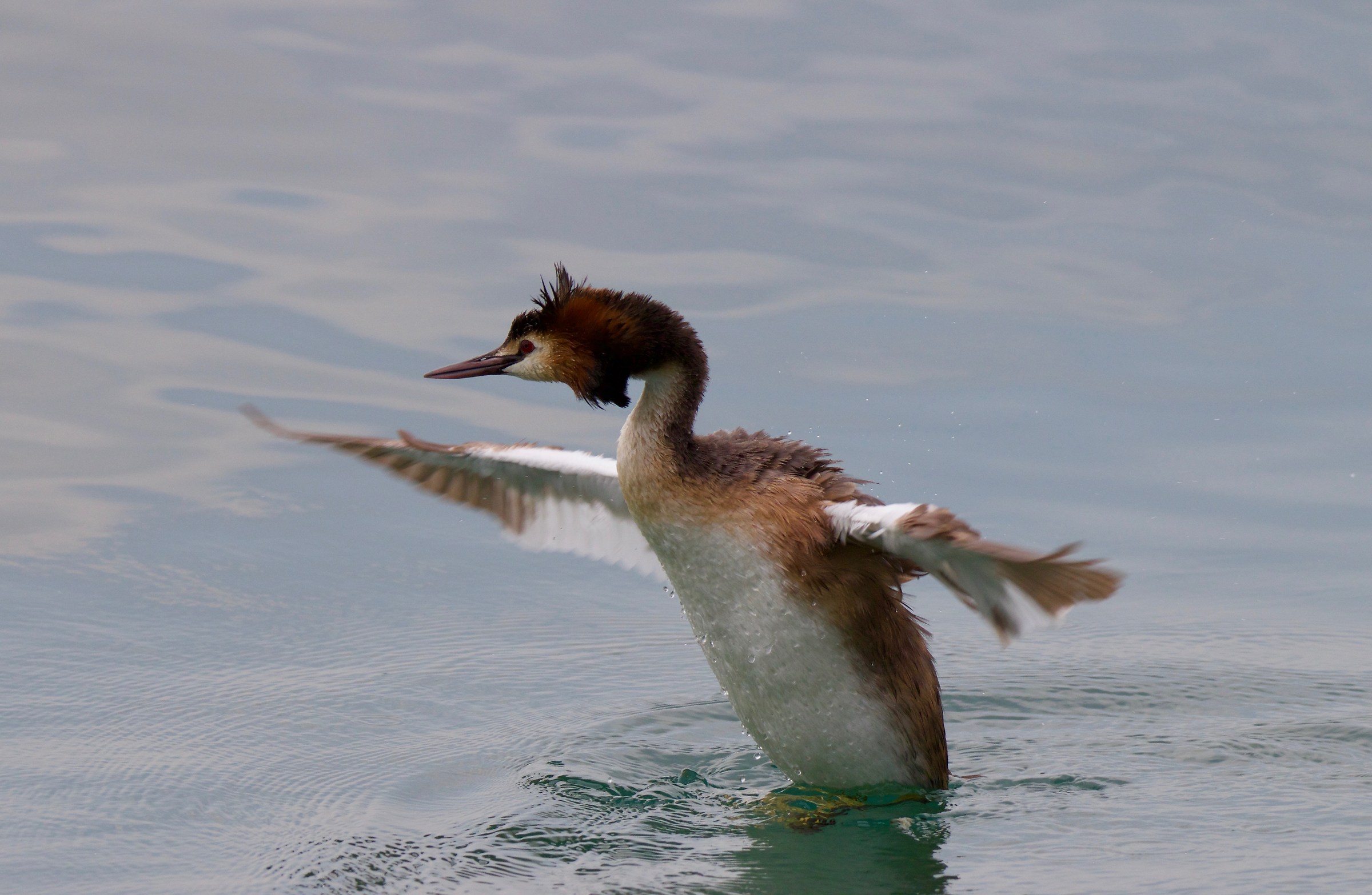 Test tamron g2 150-600