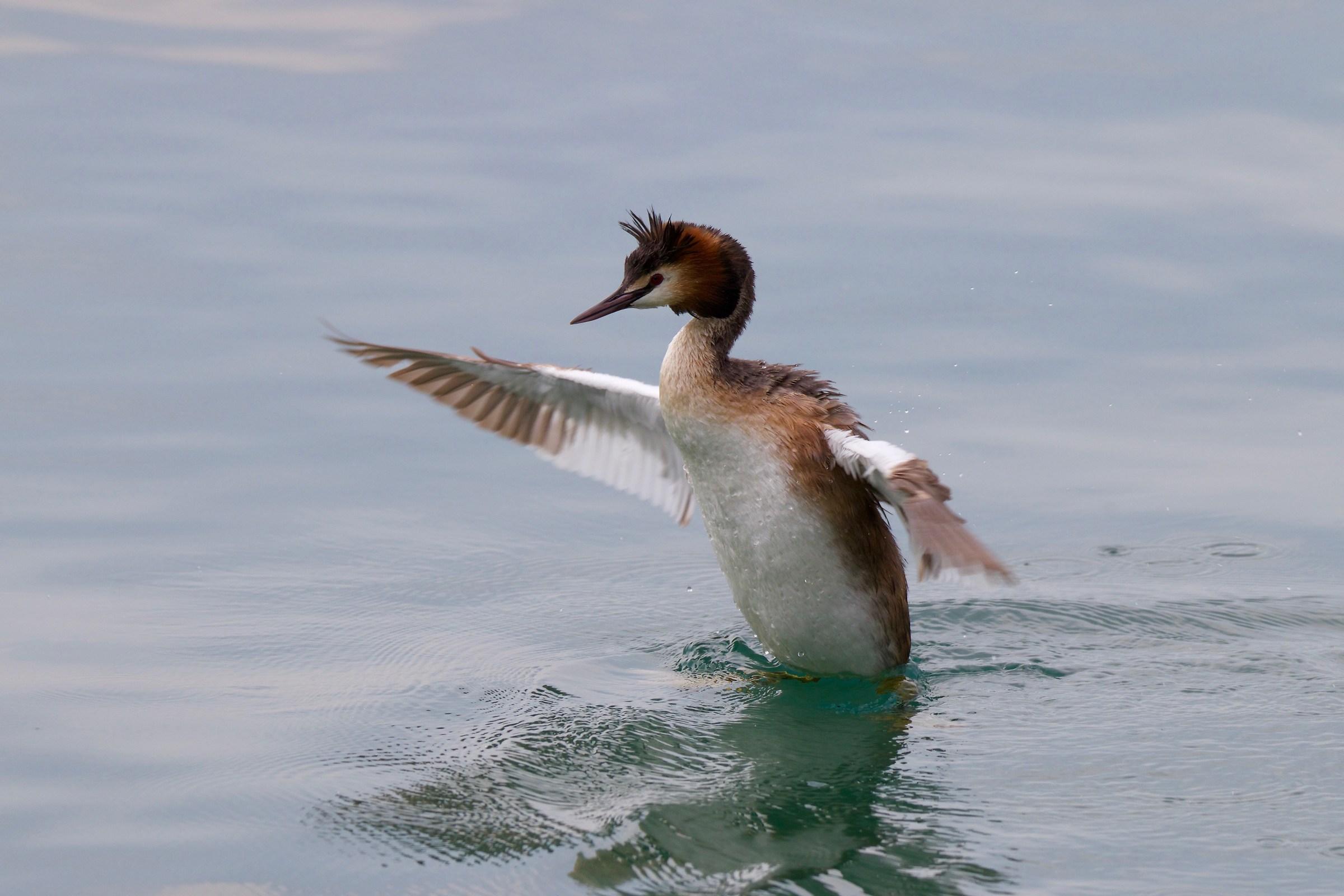 Test tamron g2 150-600