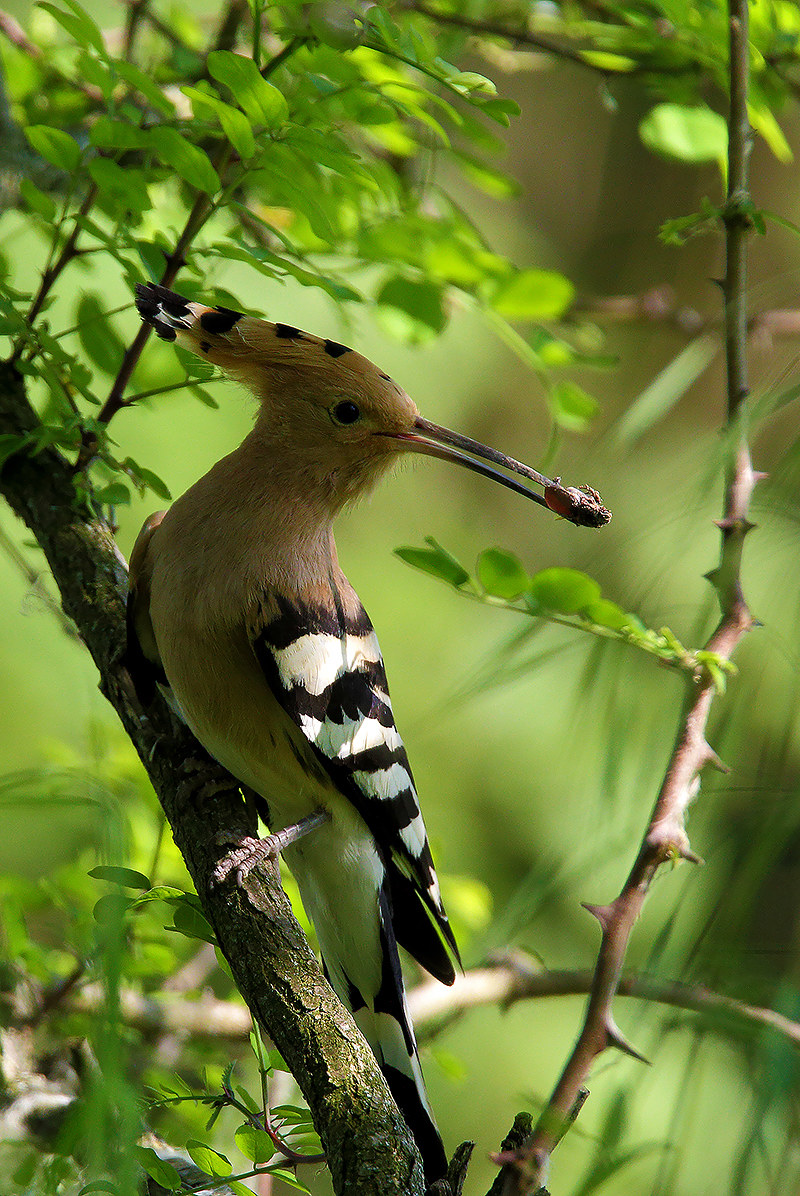 the Hoopoe