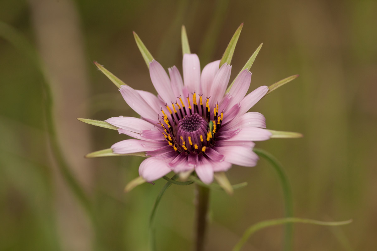Tragopogon porrifolius (Beard Beard)