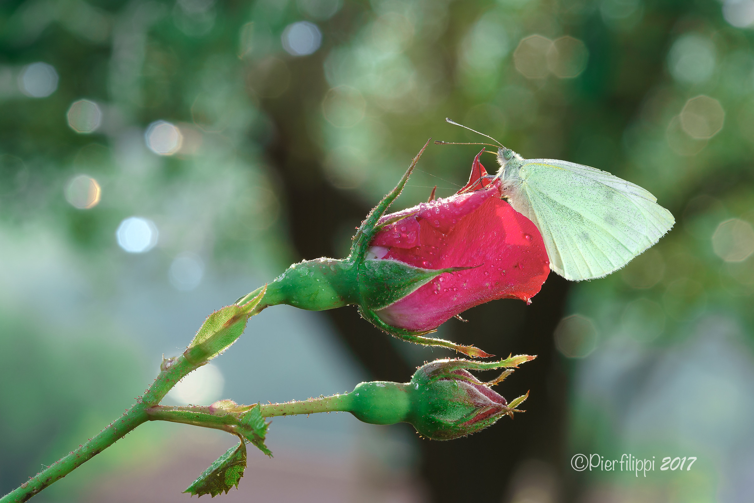 Se son rose fioriranno..