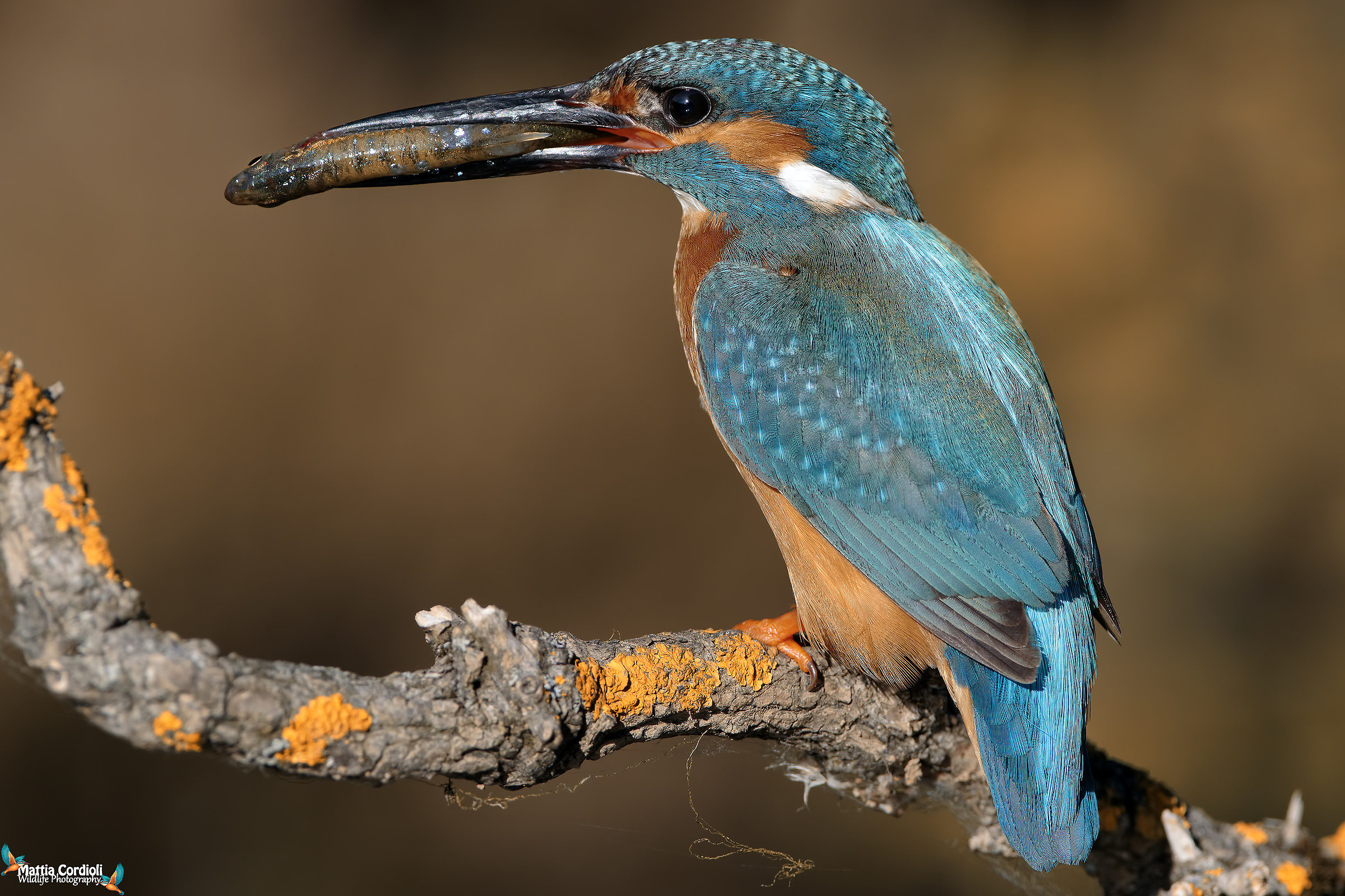 Martino at dawn The golden hour!