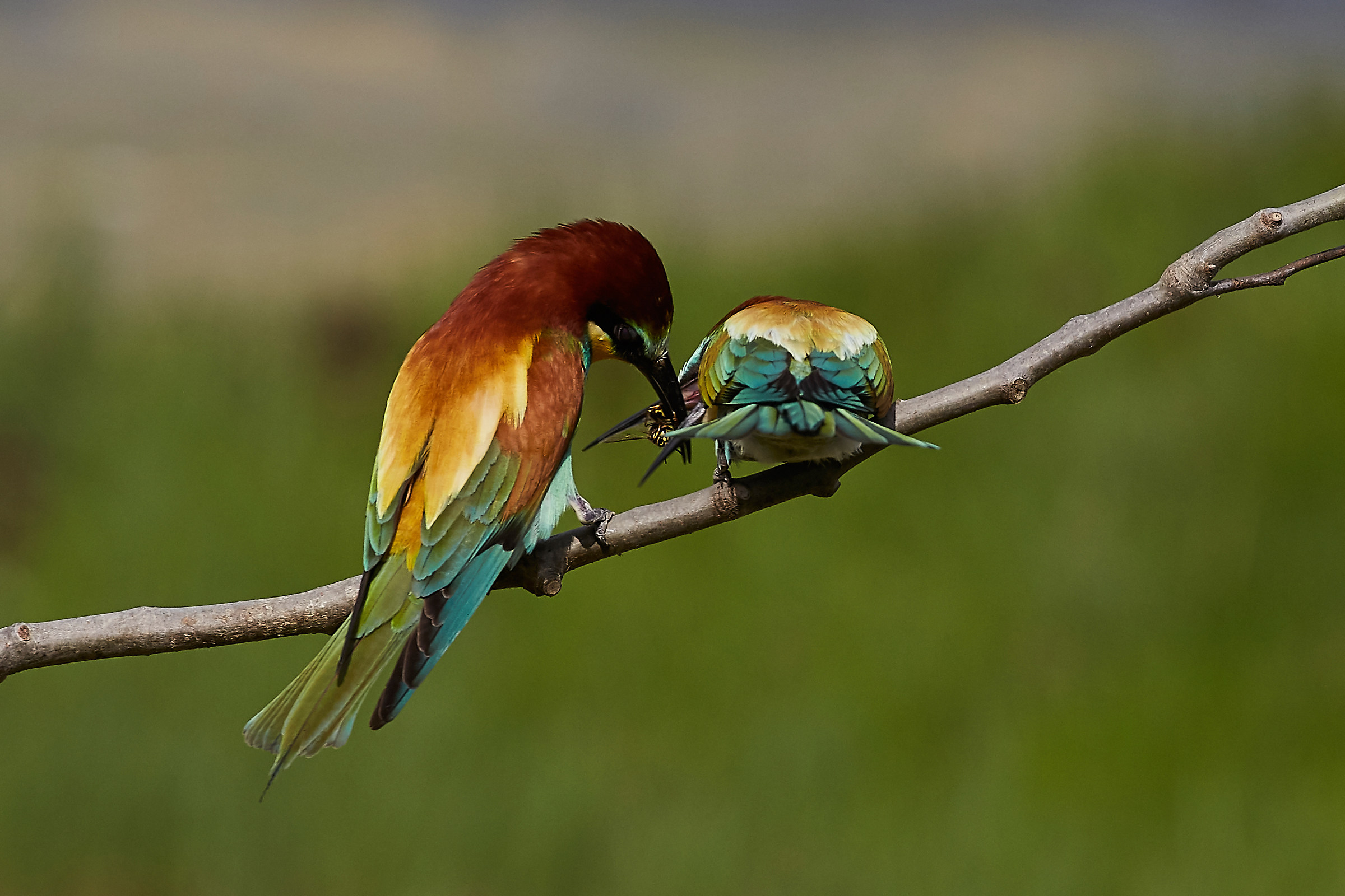 eaters